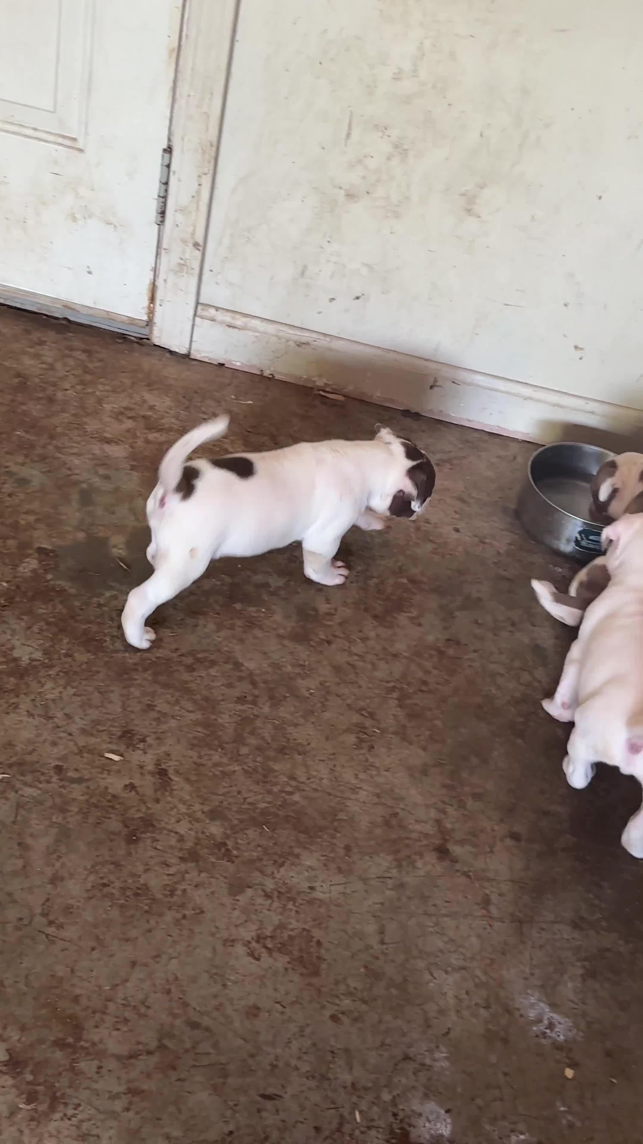 American Bulldog dogs for sale: Shelby  - Video 1