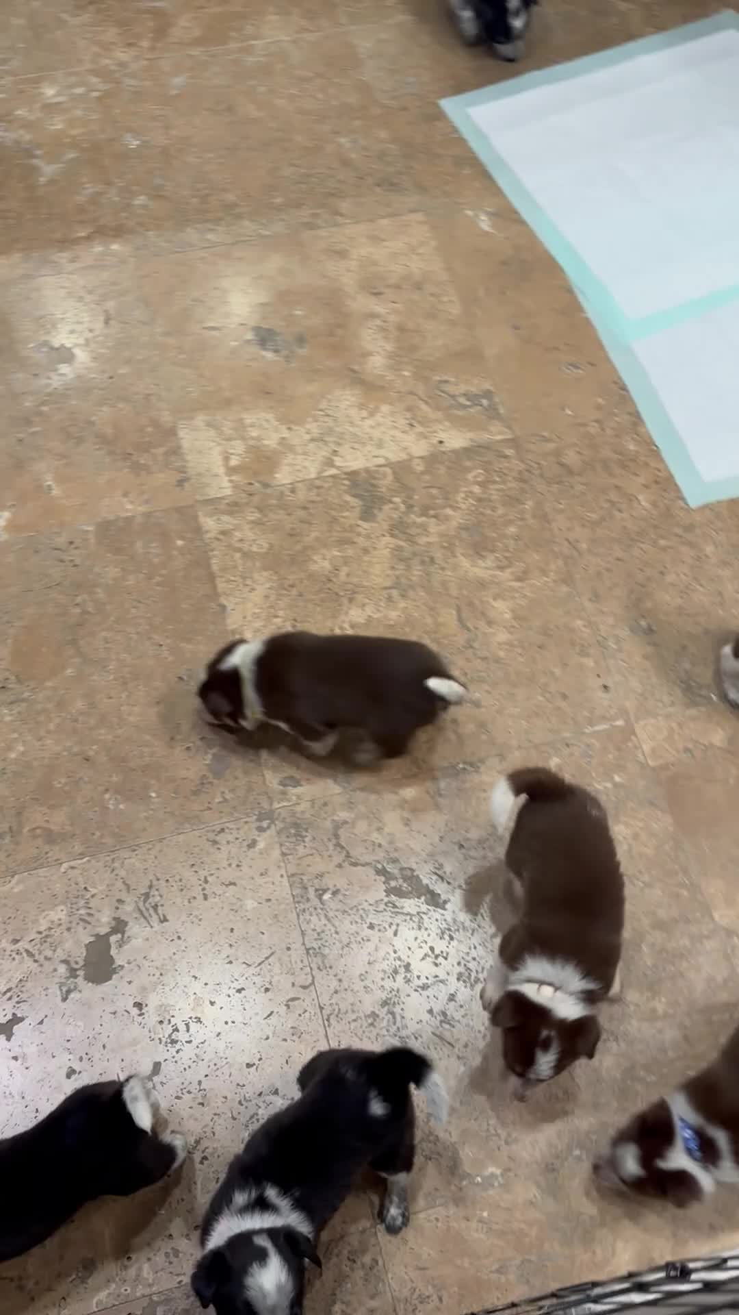 Mixed Breed dogs for sale: Blue Collar - Video 2