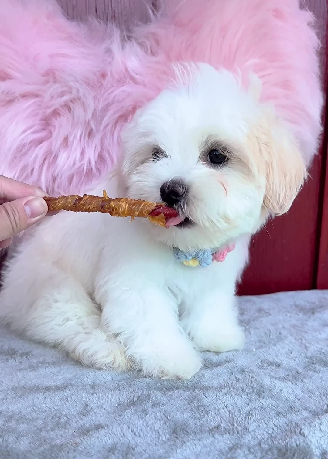 Malshi dogs for sale: 🩷Custard🩷 - Video 4