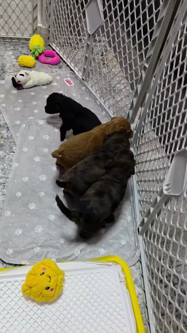 Mini Goldendoodle dogs for sale: Cooper  - Video 2