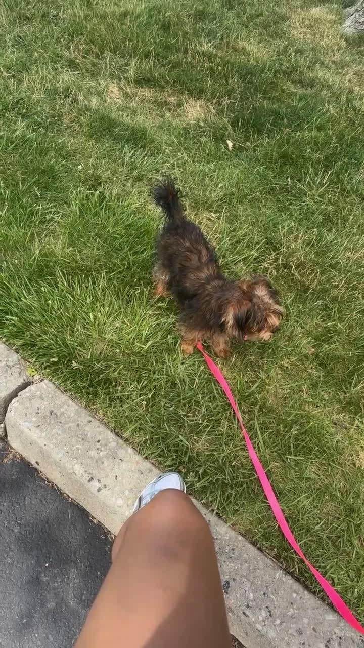 Yorkiepoo dogs for sale: Yorkiepoo Puppy 2 - Video 3