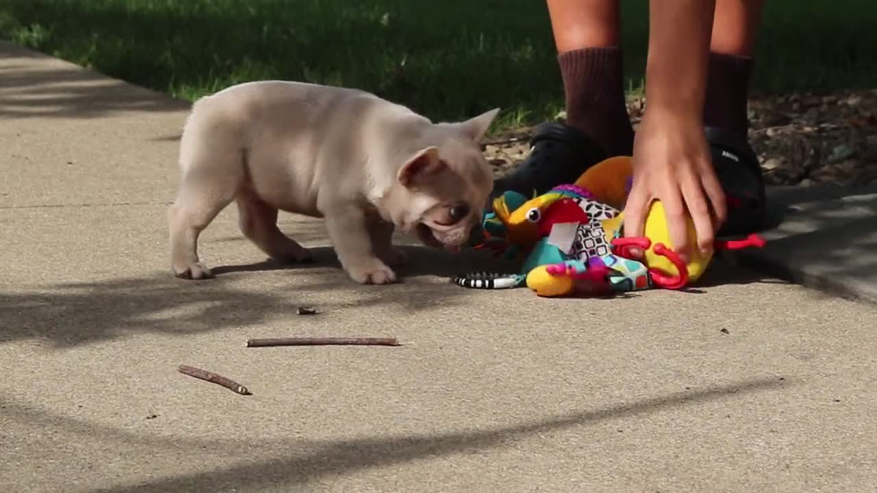 French Bulldog dogs for sale: Eden - Video 2