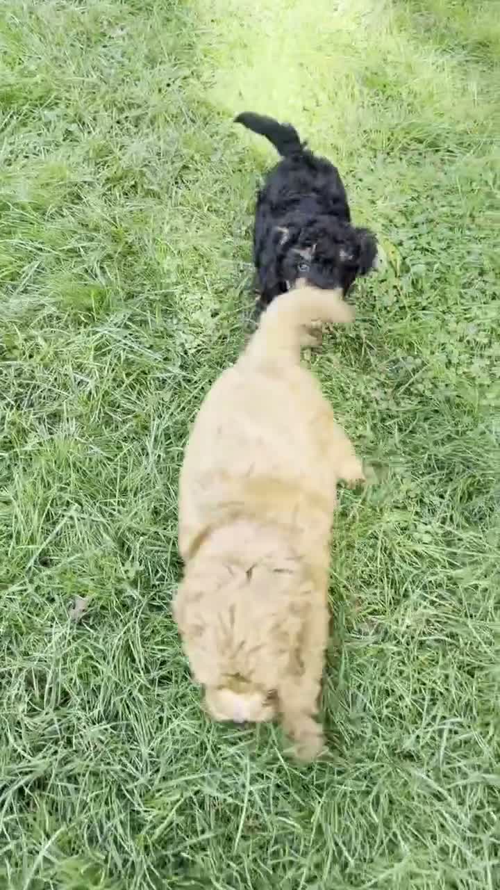 Yorkiepoo dogs for sale: Yorkiepoo 6 - Video 1