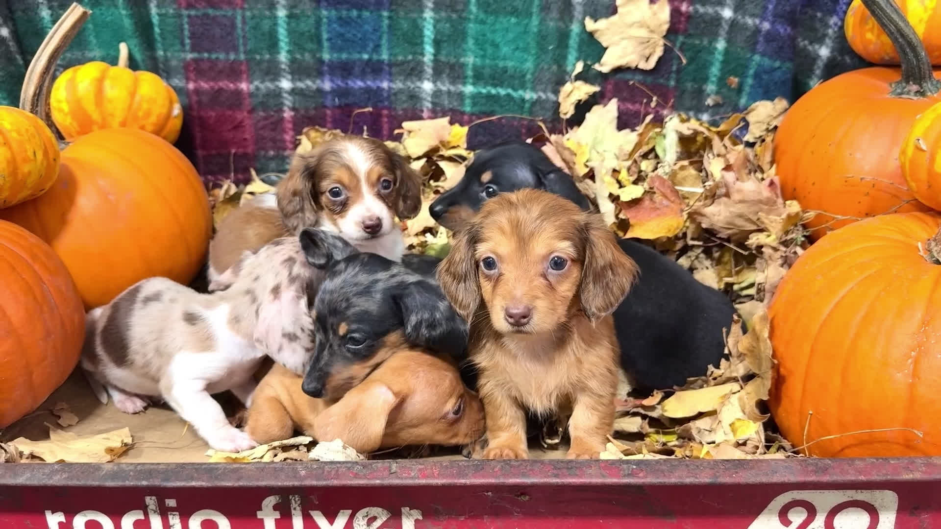 Miniature Dachshund dogs for sale: Ronnie - Video 1
