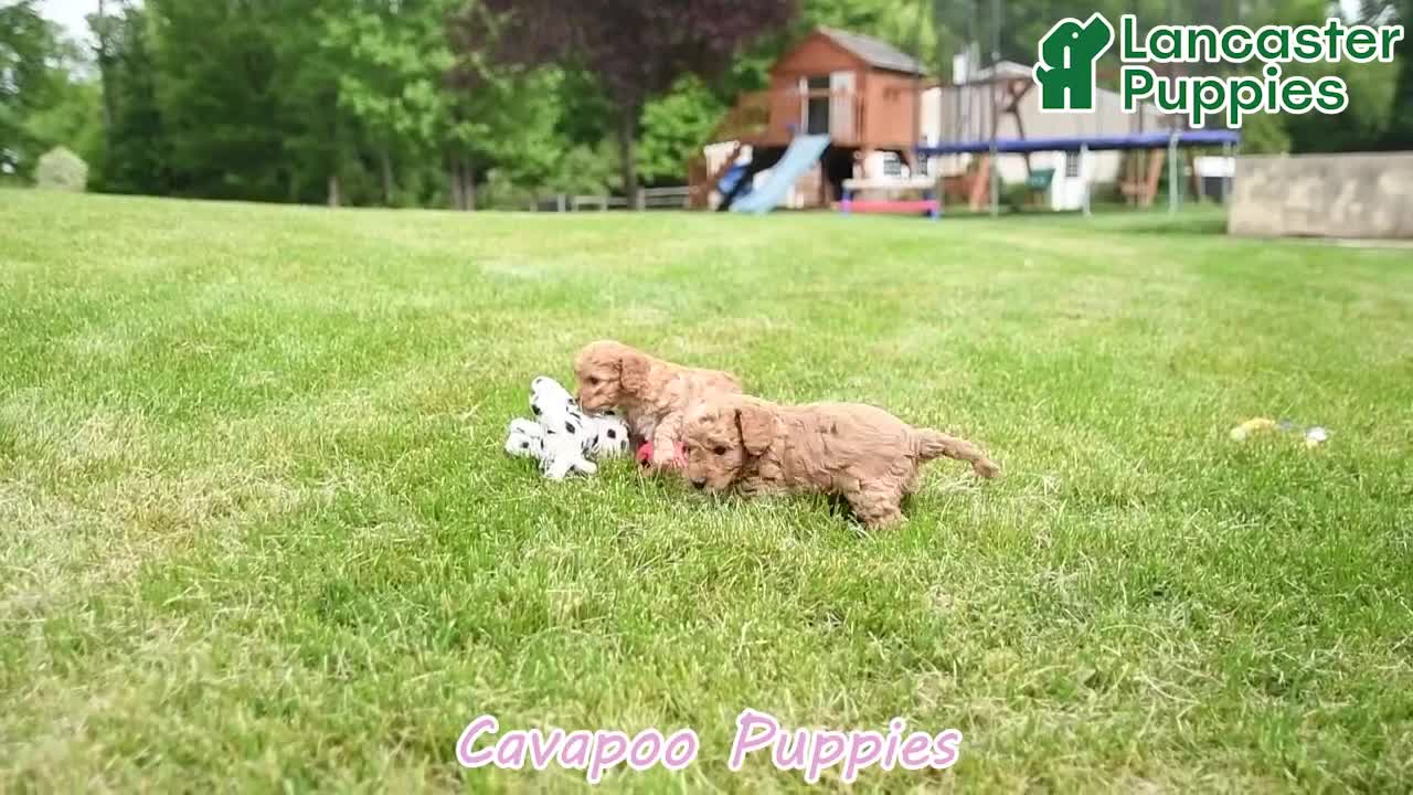 Cavapoo dogs for sale: Slate - Video 1