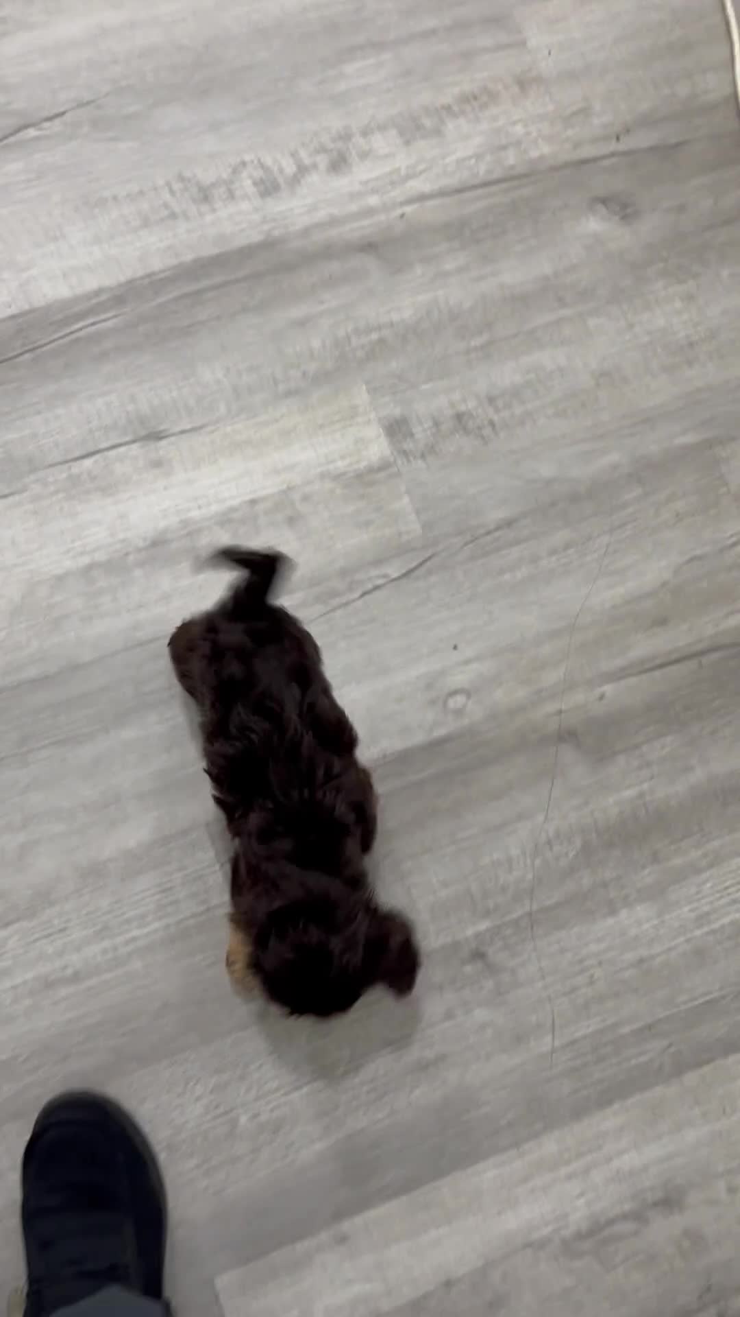 Cavapoo dogs for sale: Sersha - Video 1
