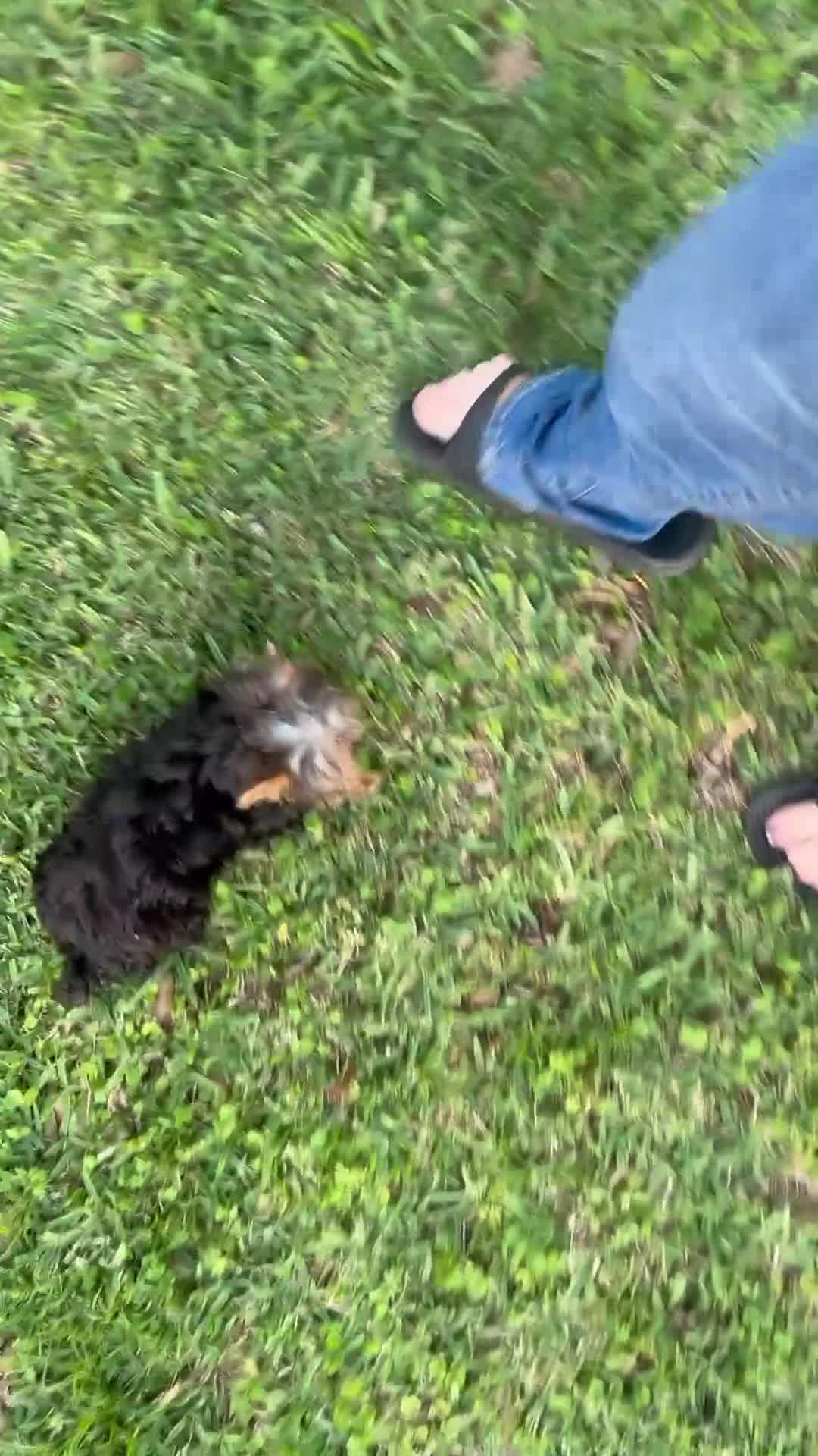 Yorkshire Terrier dogs for sale: Yorkshire Terrier Puppy 1 - Video 1