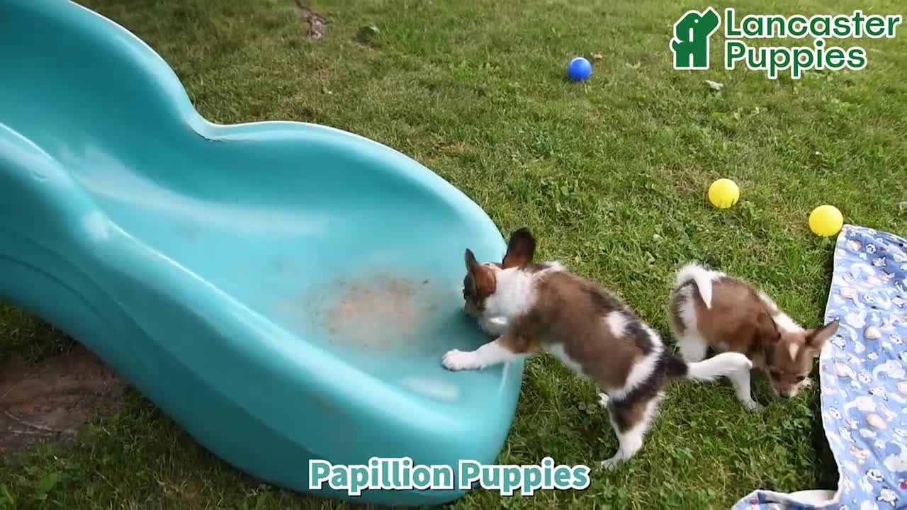 Papillon dogs for sale: Bobby - Video 1