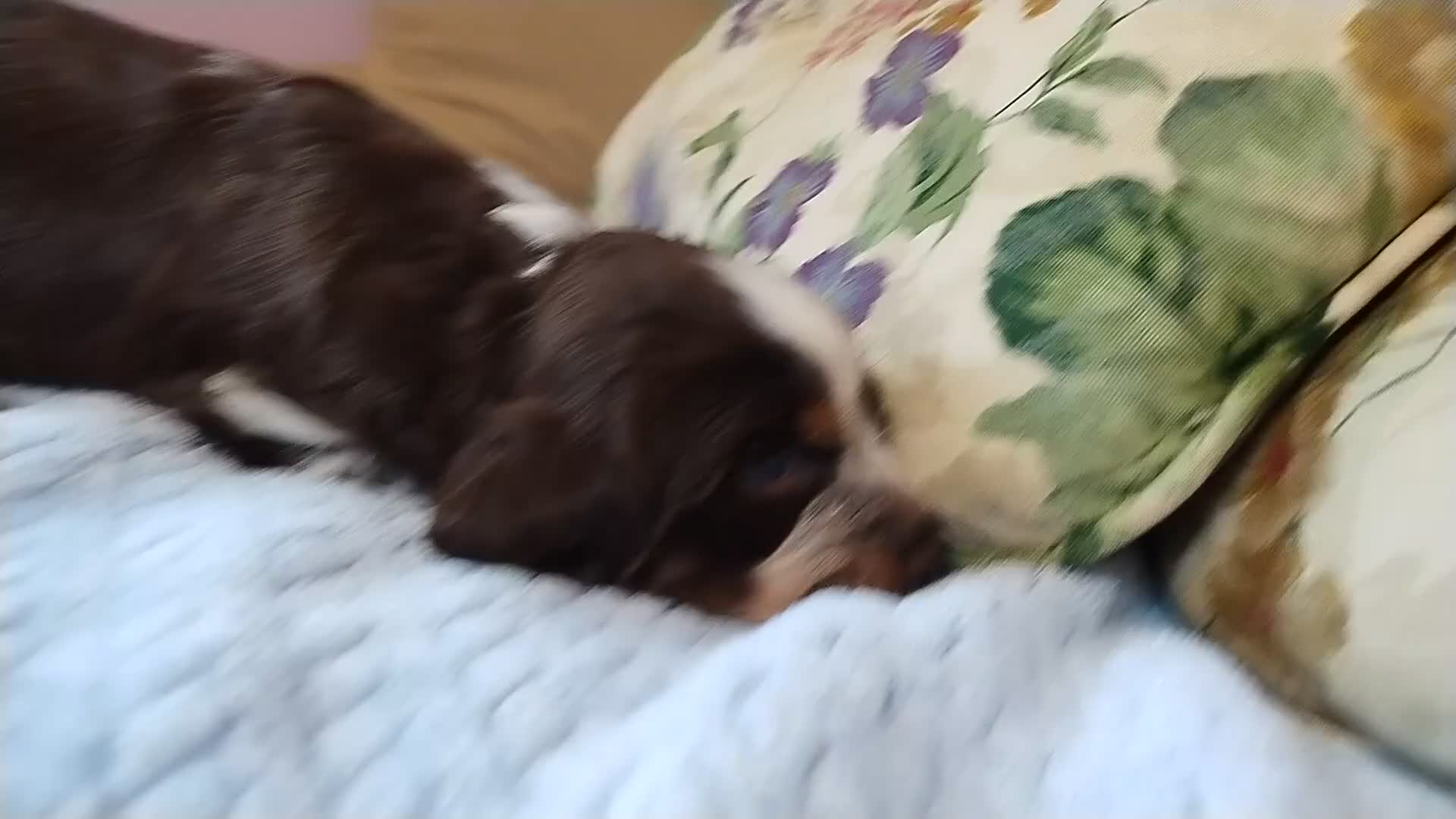 English Springer Spaniel dogs for sale: Mr. Fritz - Video 1