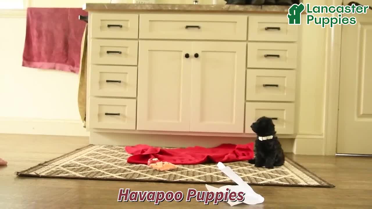 Havapoo dogs for sale: Peatrie - Video 1