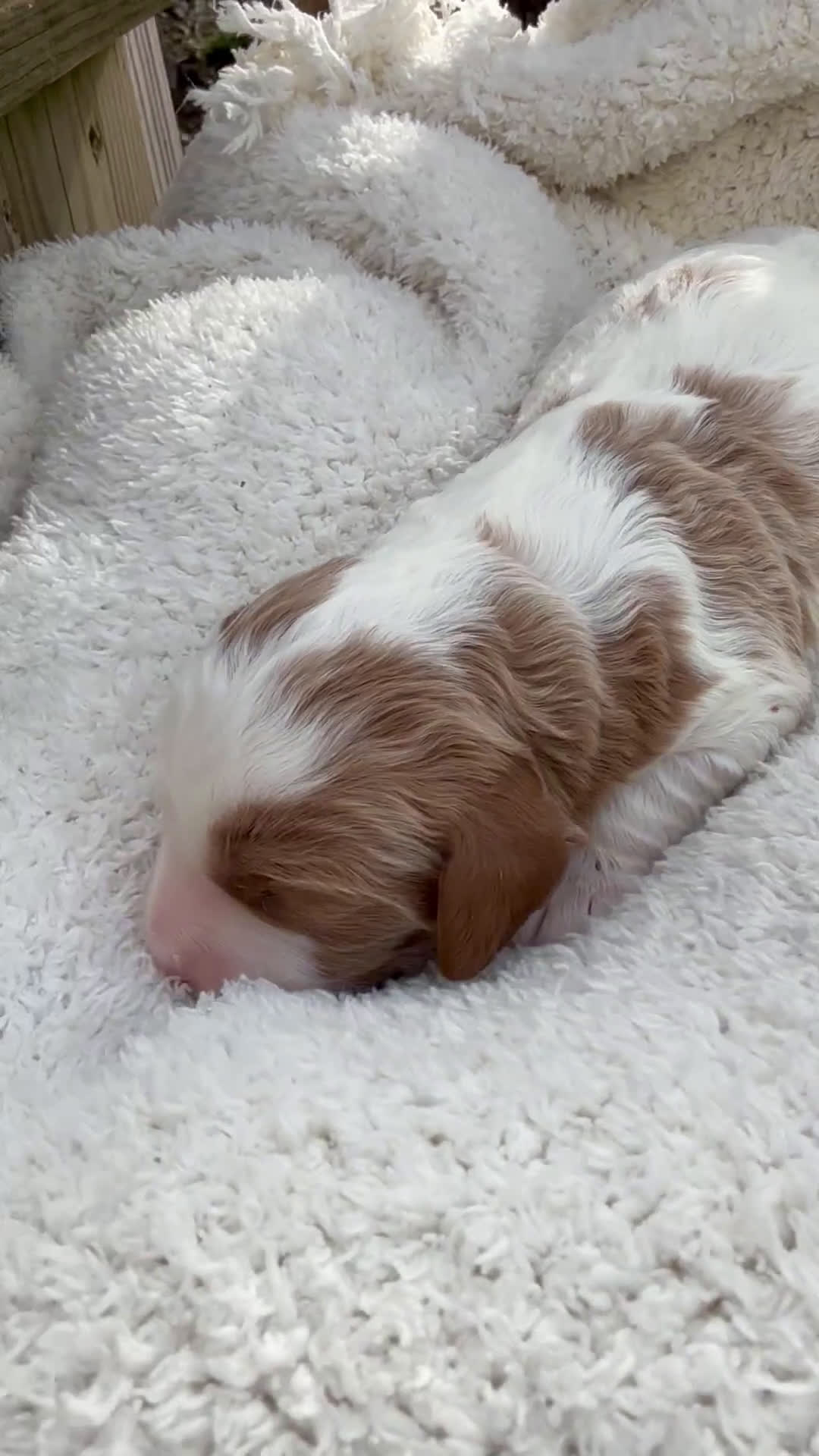 Cavapoo dogs for sale: Leo - Video 2