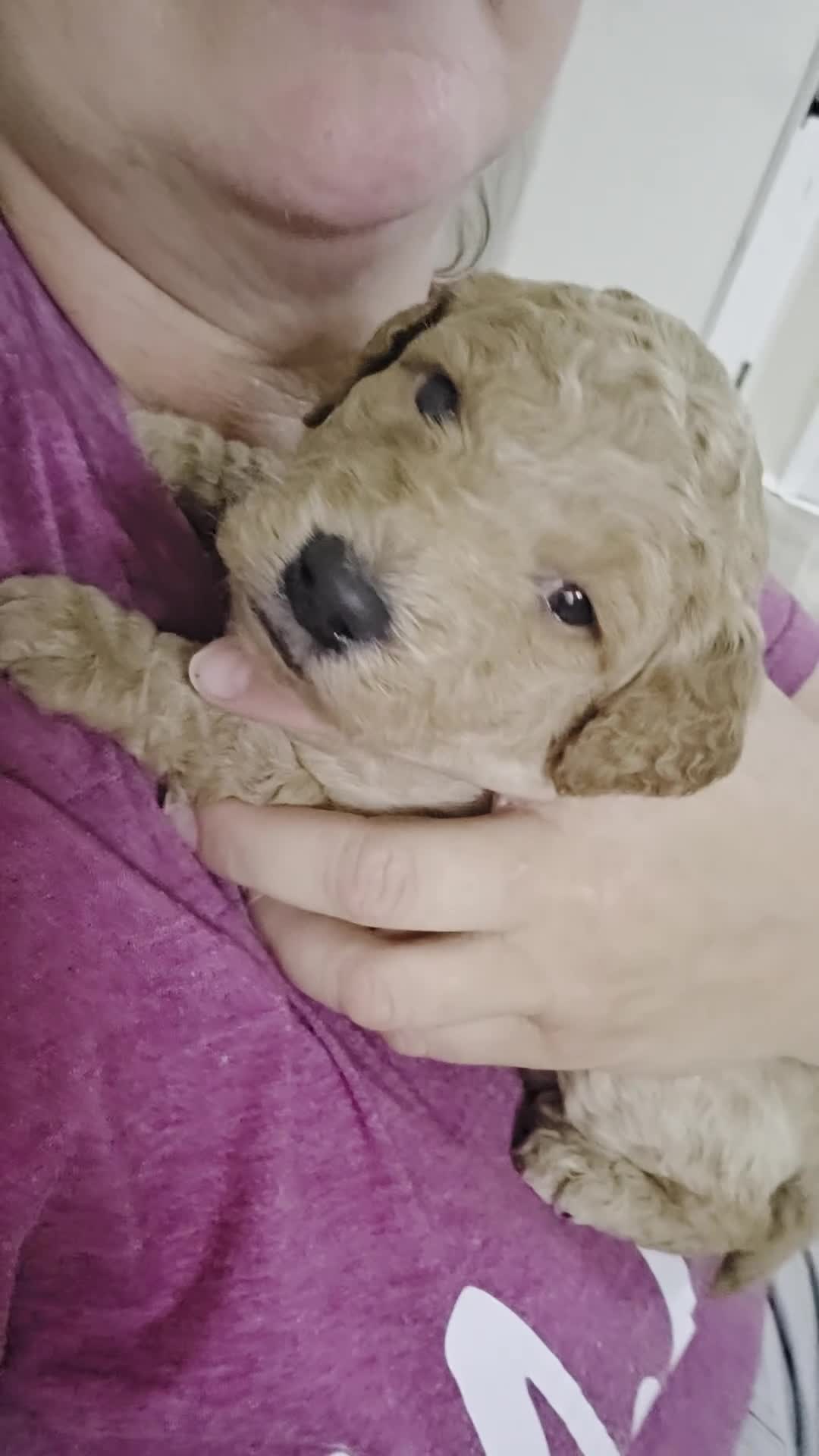 Mini Goldendoodle dogs for sale: Cedar - Video 1