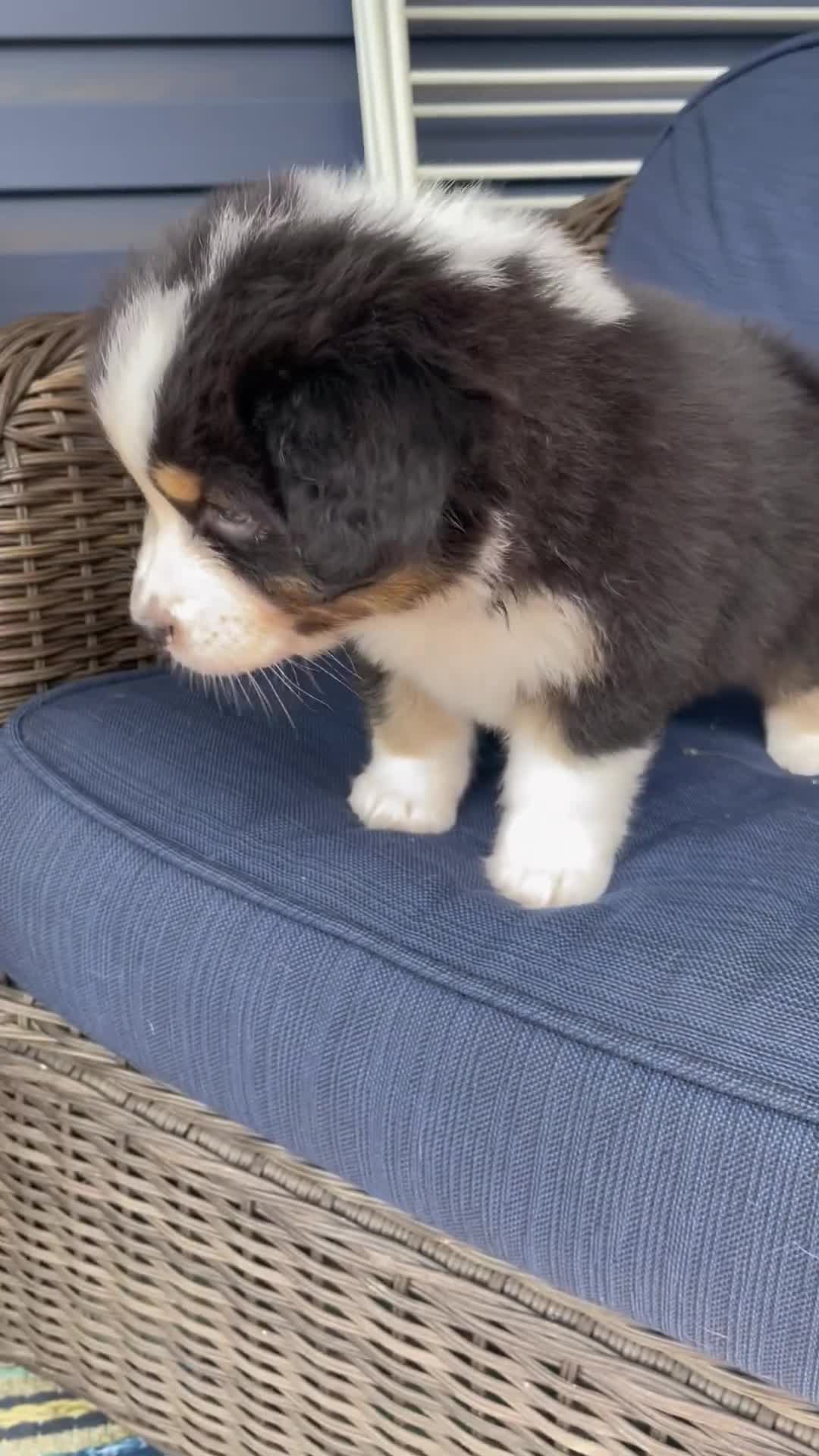 Australian Shepherd dogs for sale: Australian Shepherd- Gidget - Video 4