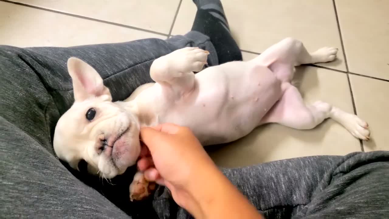 French Bulldog dogs for sale: BonBon - Video 1