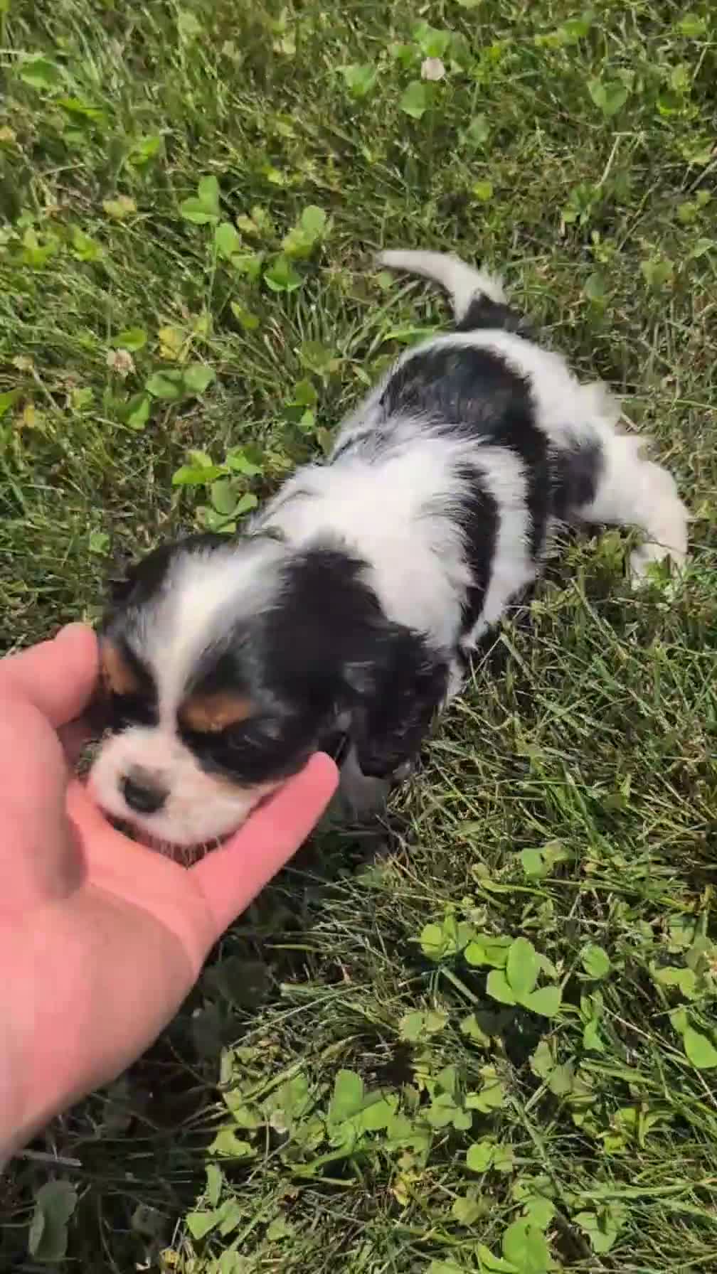 Cavalier King Charles Spaniel dogs for sale: Izzy - Video 1
