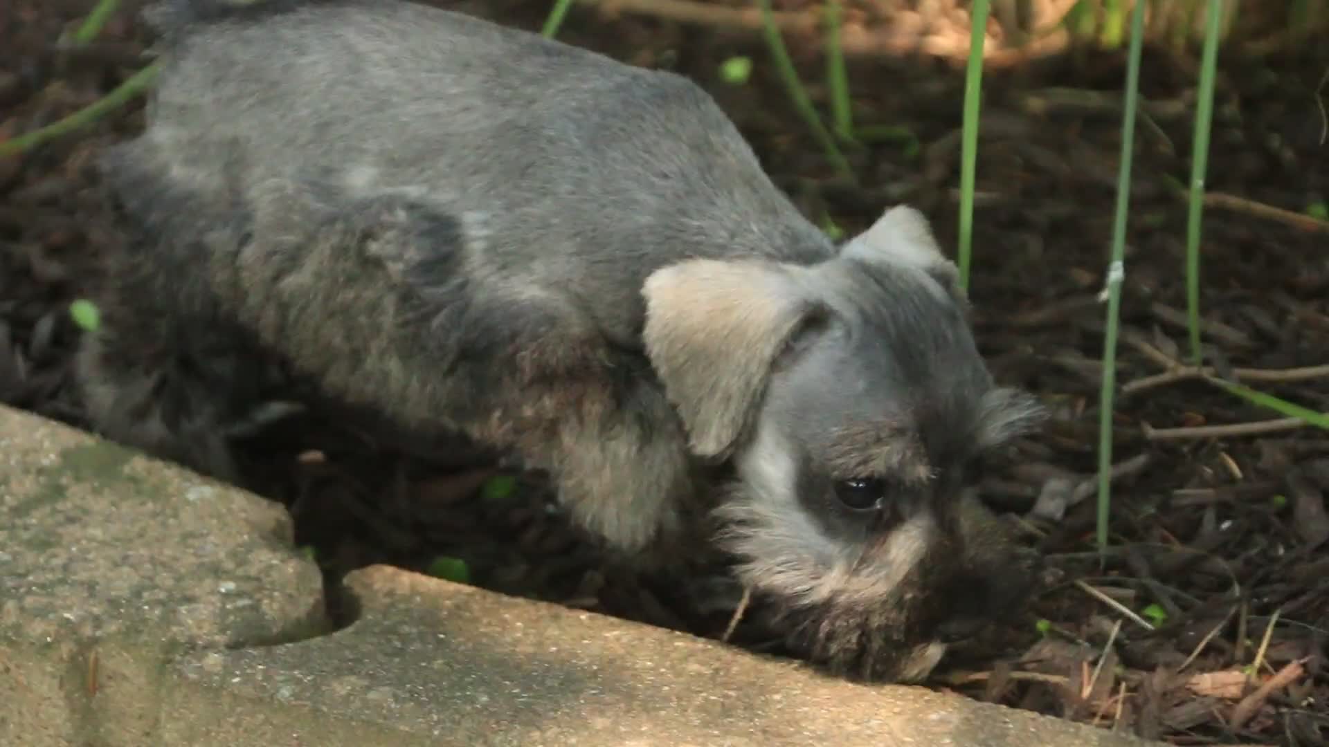 Miniature Schnauzer dogs for sale: Quincy Miniature Schnauzer  - Video 1