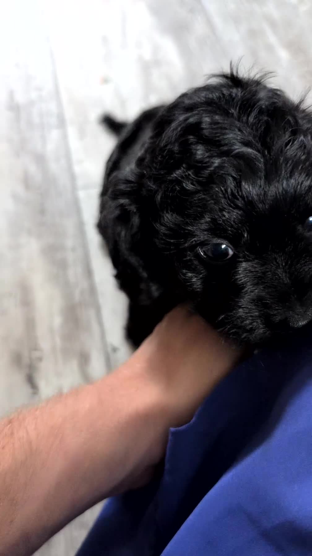 Cavapoo dogs for sale: Zion - Video 1