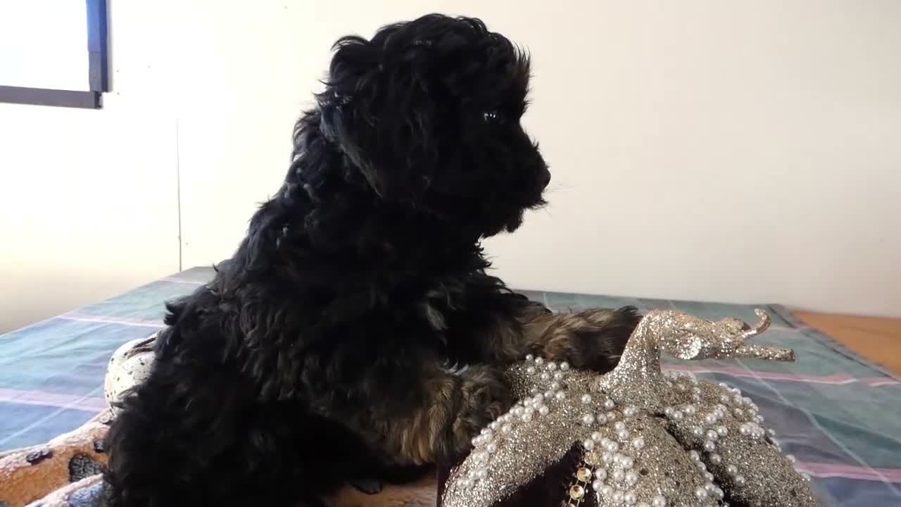 Yorkiepoo dogs for sale: Yorkiepoo 2 Score - Video 1