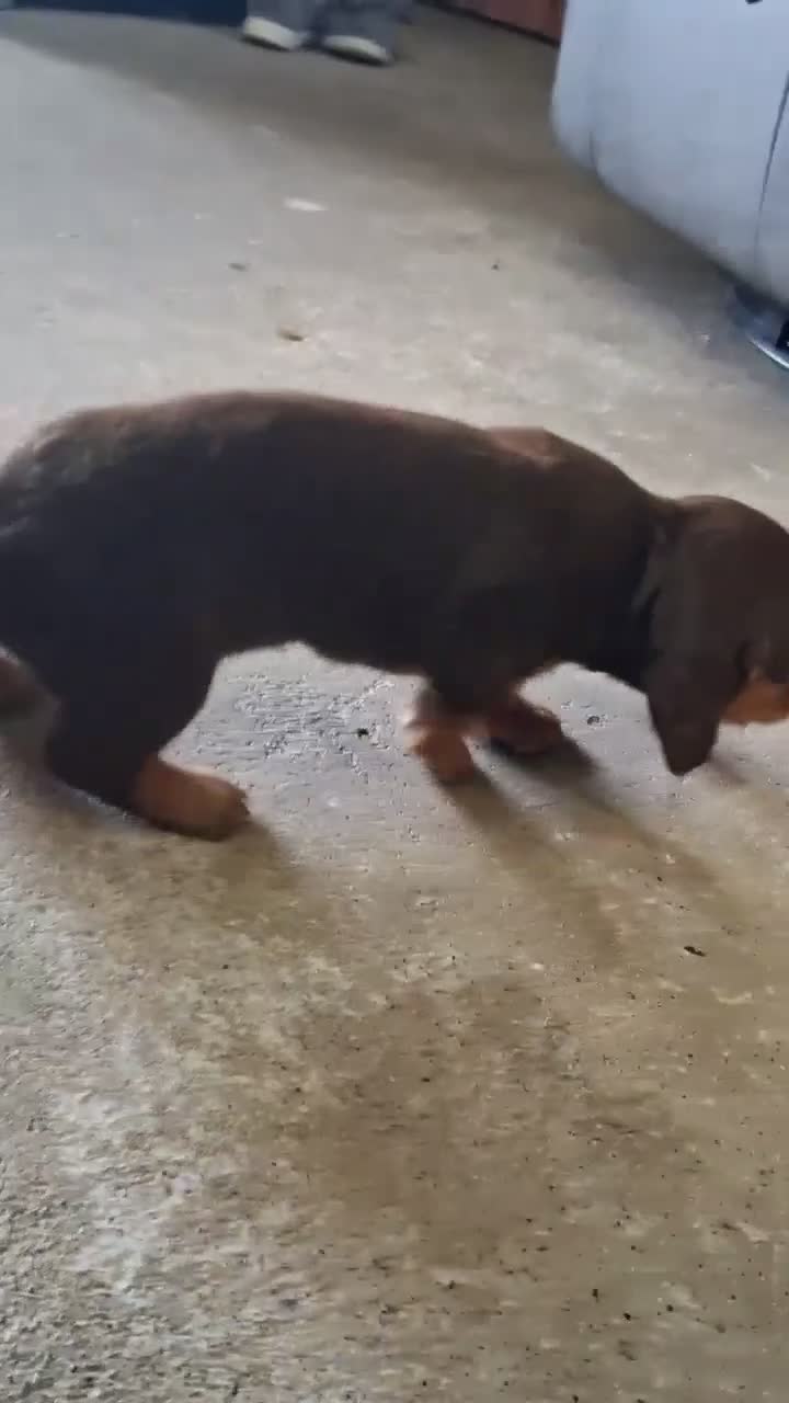 Dachshund dogs for sale: Meeka - Video 1