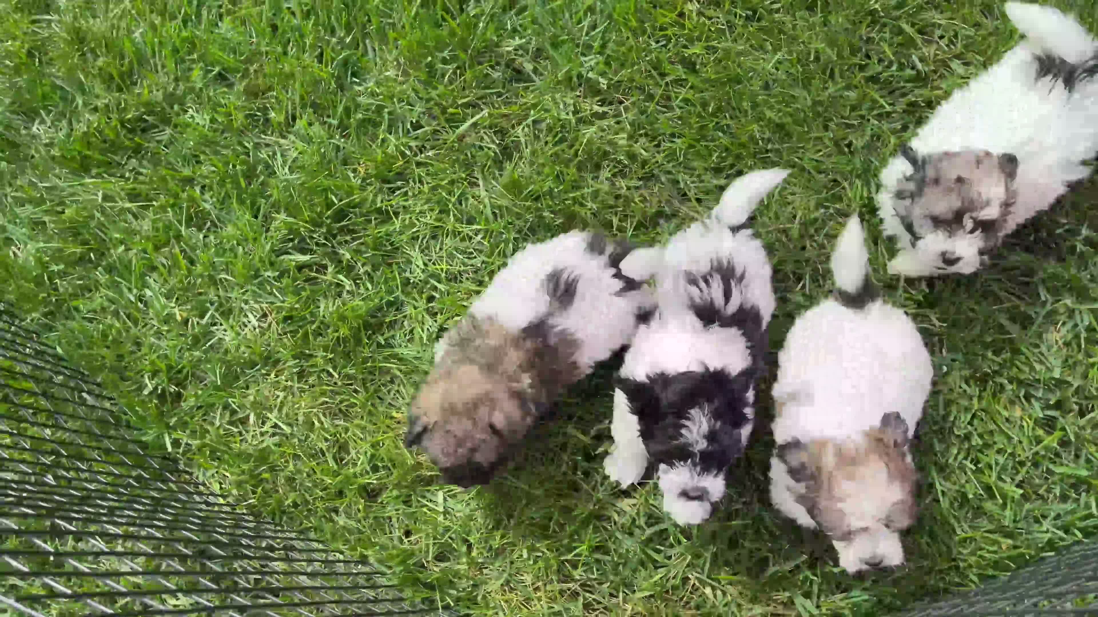 Mixed Breed dogs for sale: Teddy - Video 1