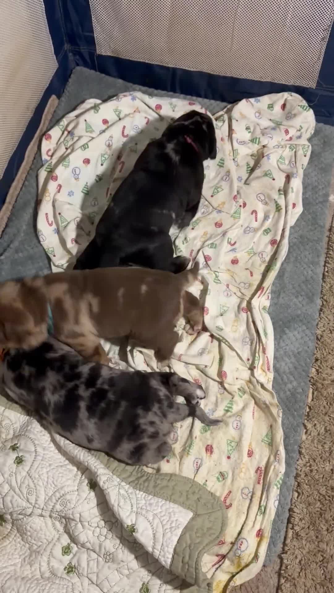 Mixed Breed dogs for sale: Luke Duke - Video 1
