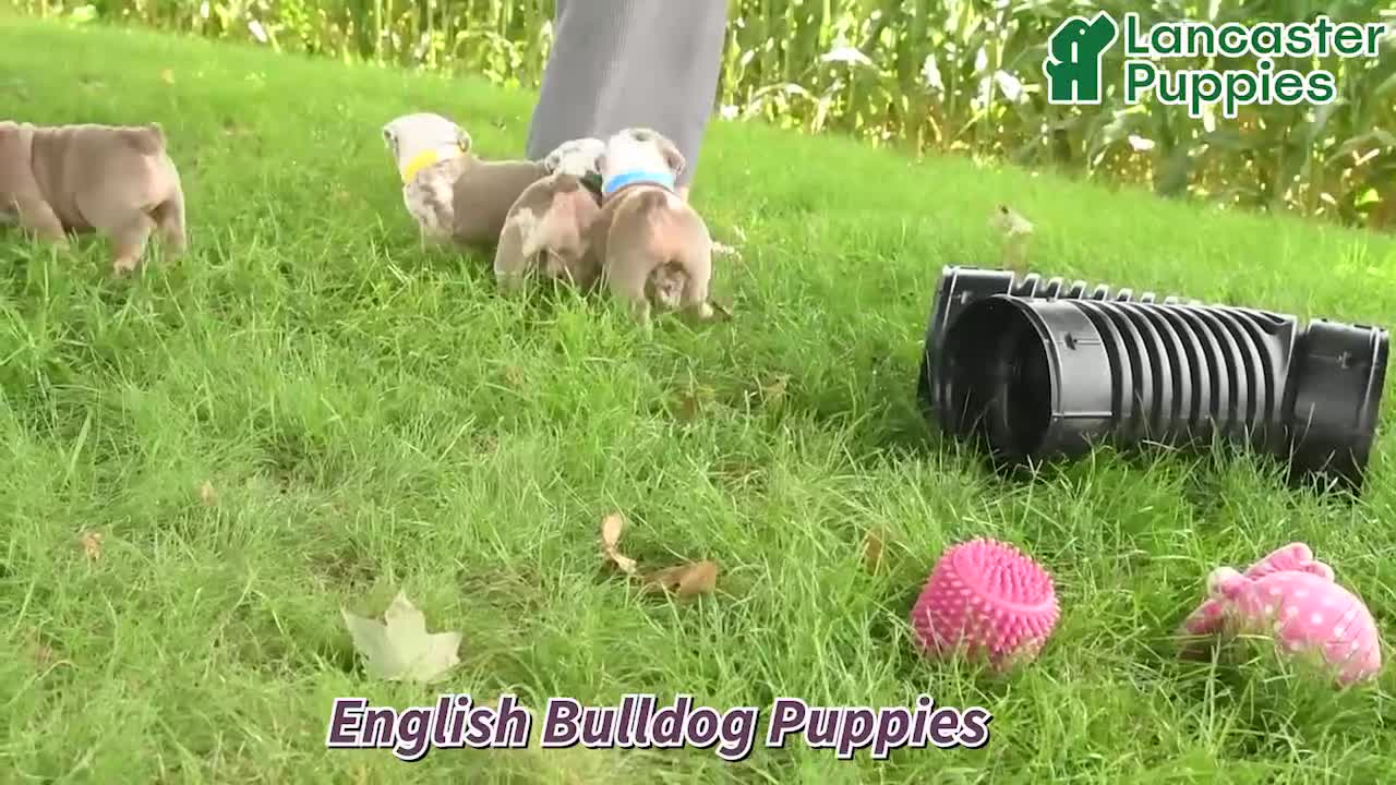 English Bulldog dogs for sale: Sarge - Video 1