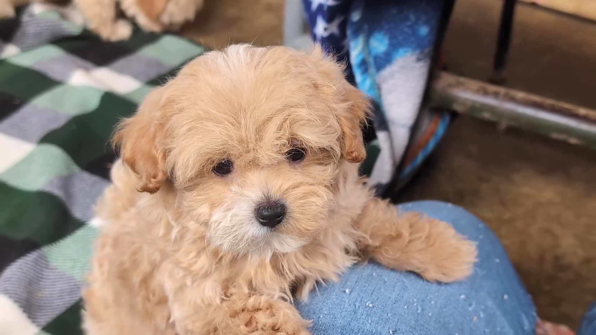 Maltipoo dogs for sale: Fitzgerald 5 lbs Full Grown - Video 2