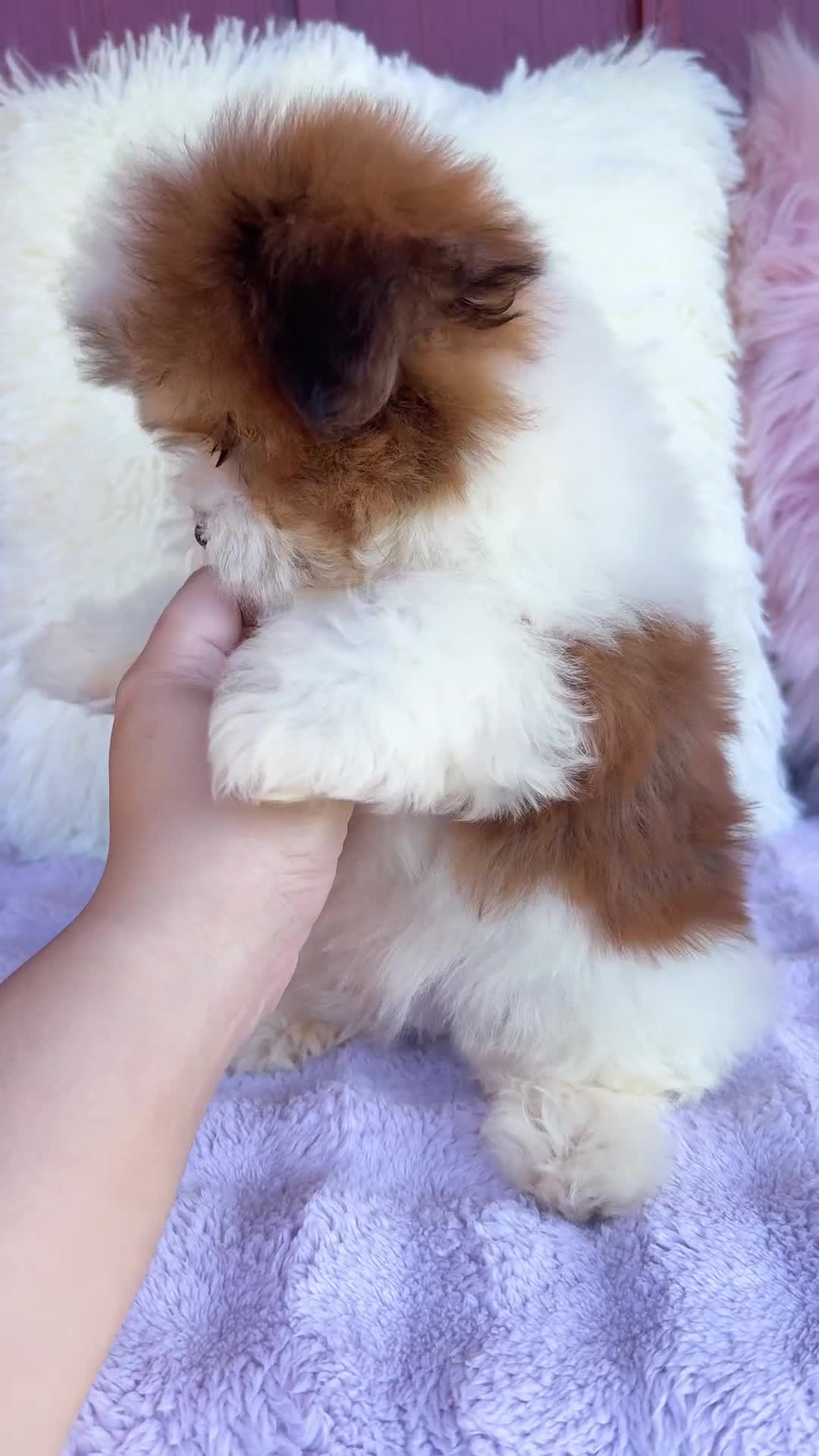 Malshi dogs for sale: 🤎 Brownie 🤎 - Video 1