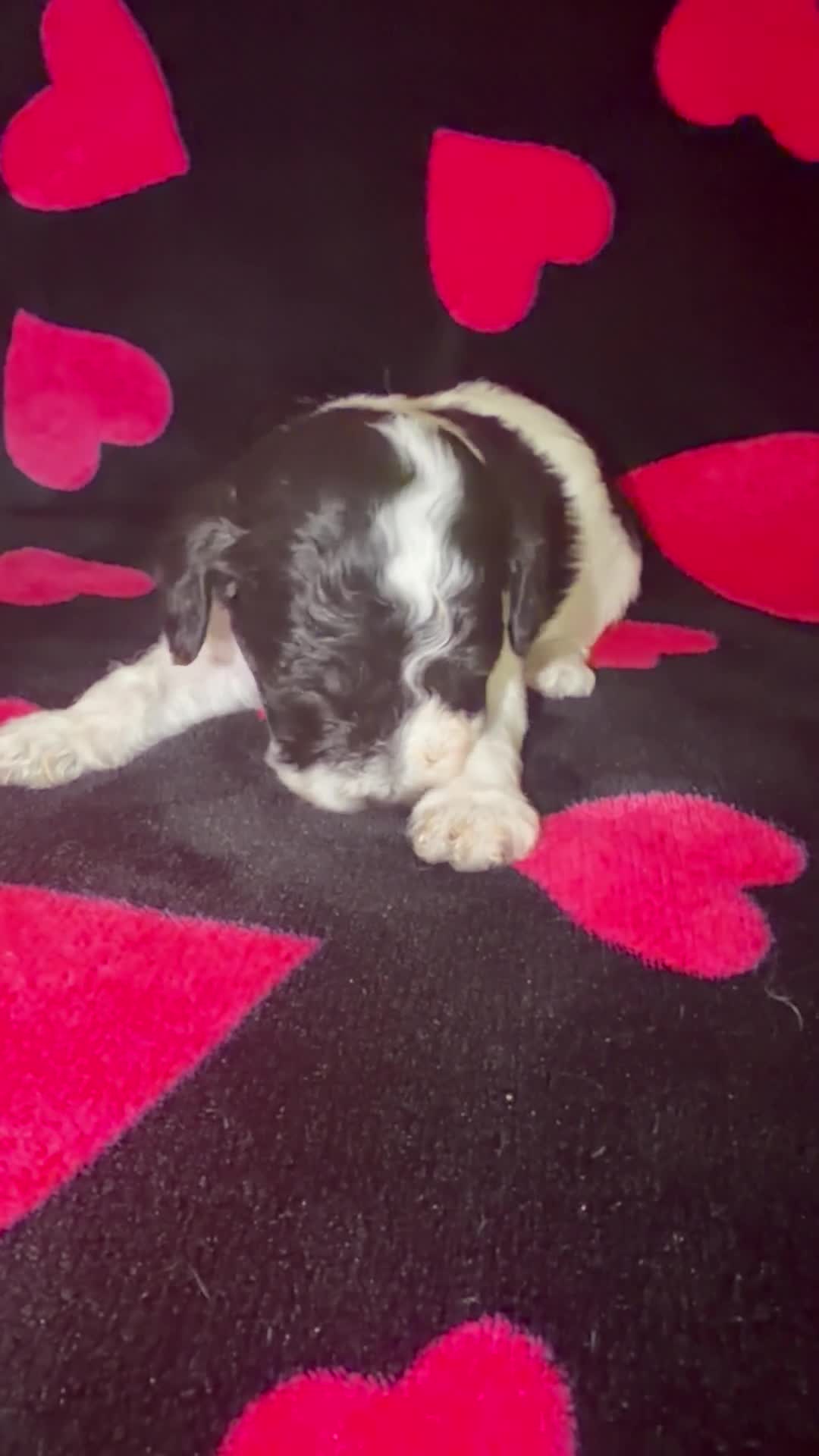 Toy Poodle dogs for sale: Chester  - Video 1