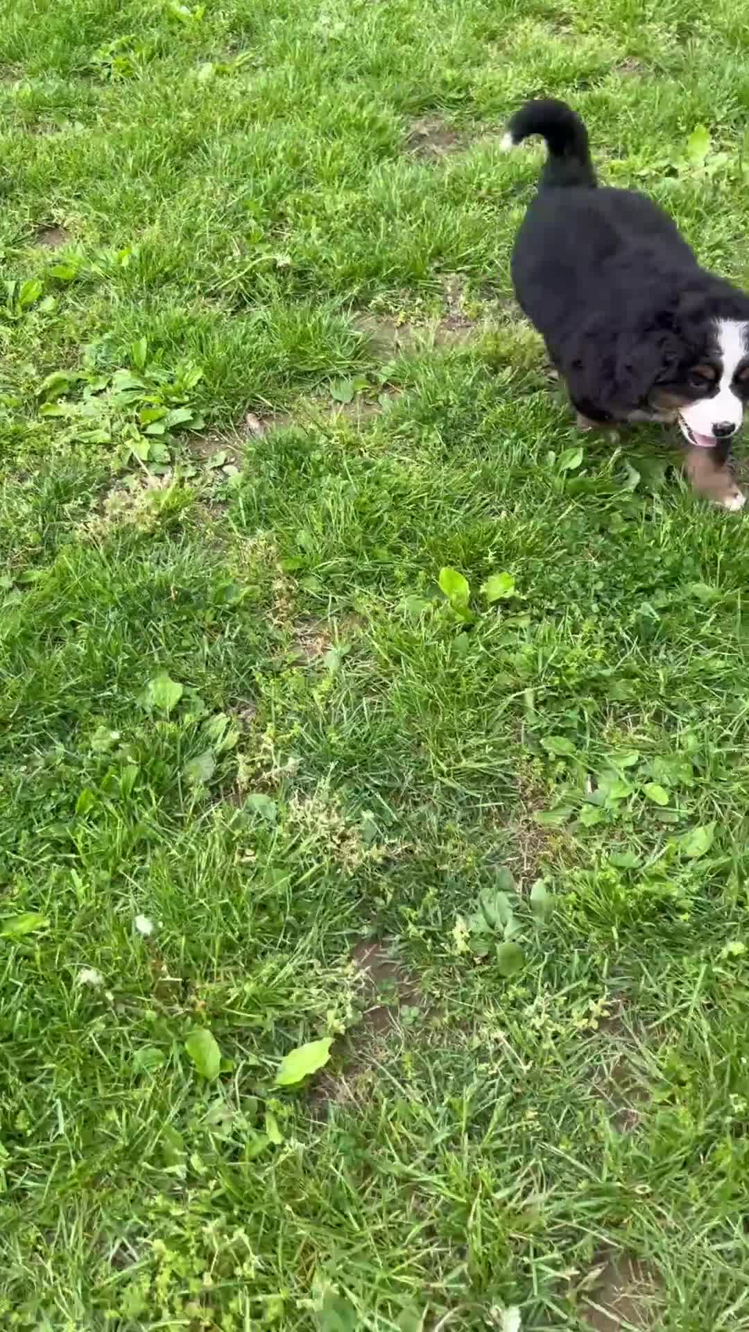 Bernese Mountain Dog dogs for sale: Maven - Video 1