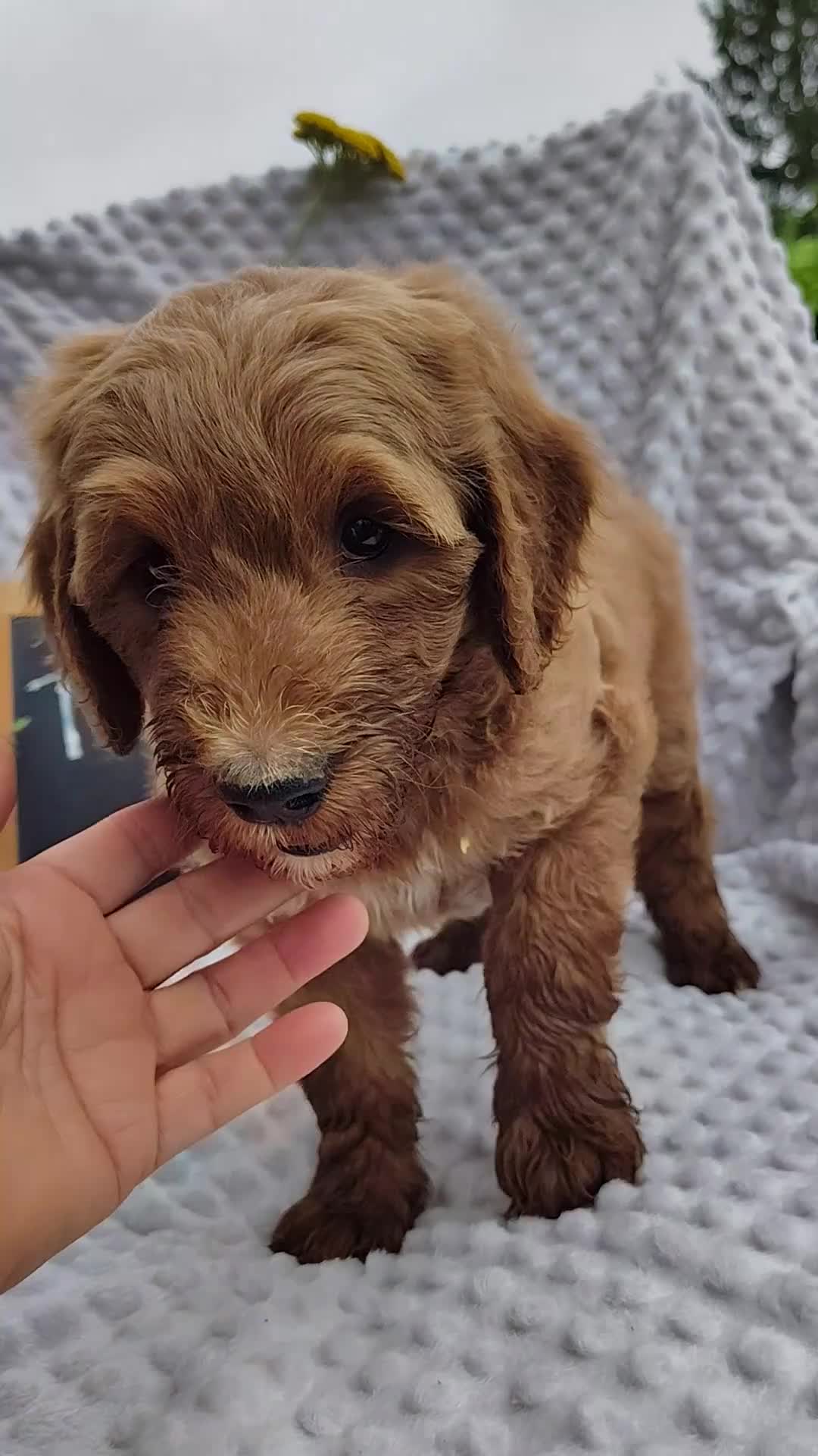 Mini Goldendoodle dogs for sale: Toby - Video 10