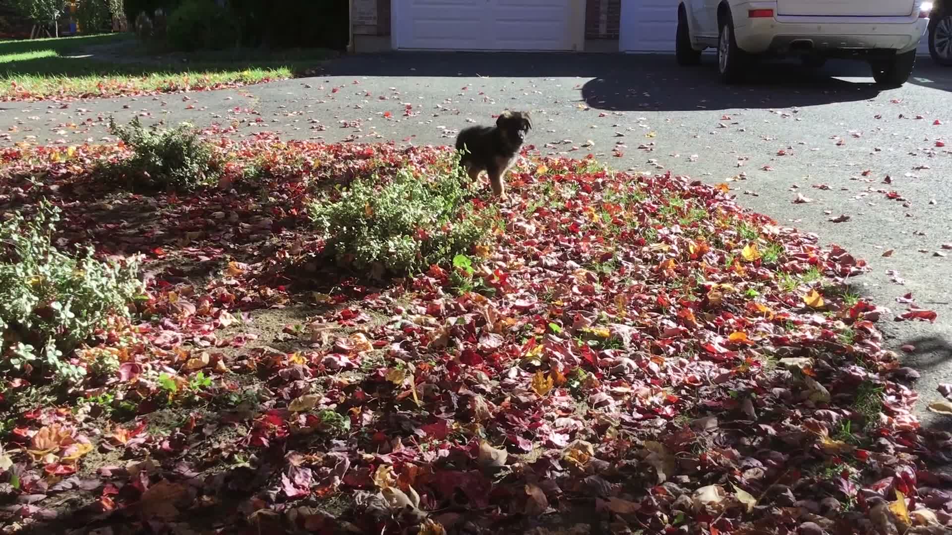 German Shepherd dogs for sale: Max - Video 1