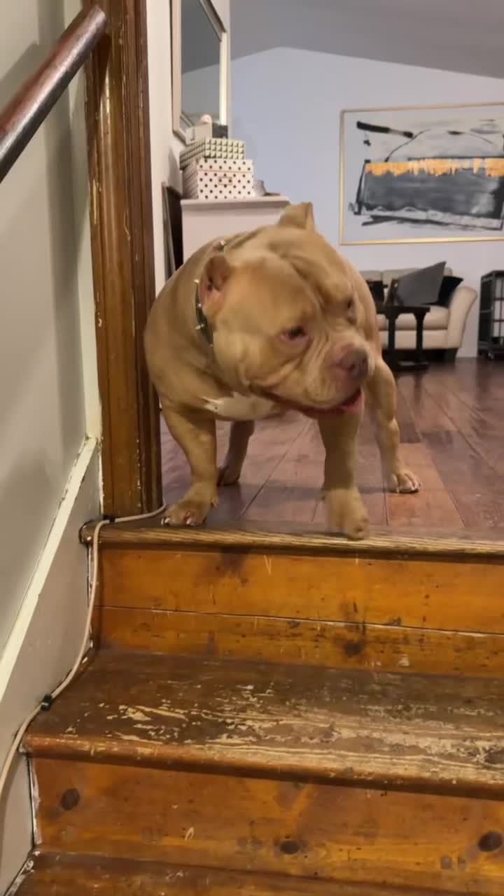 American Bully dogs for sale: Solid female - Video 6