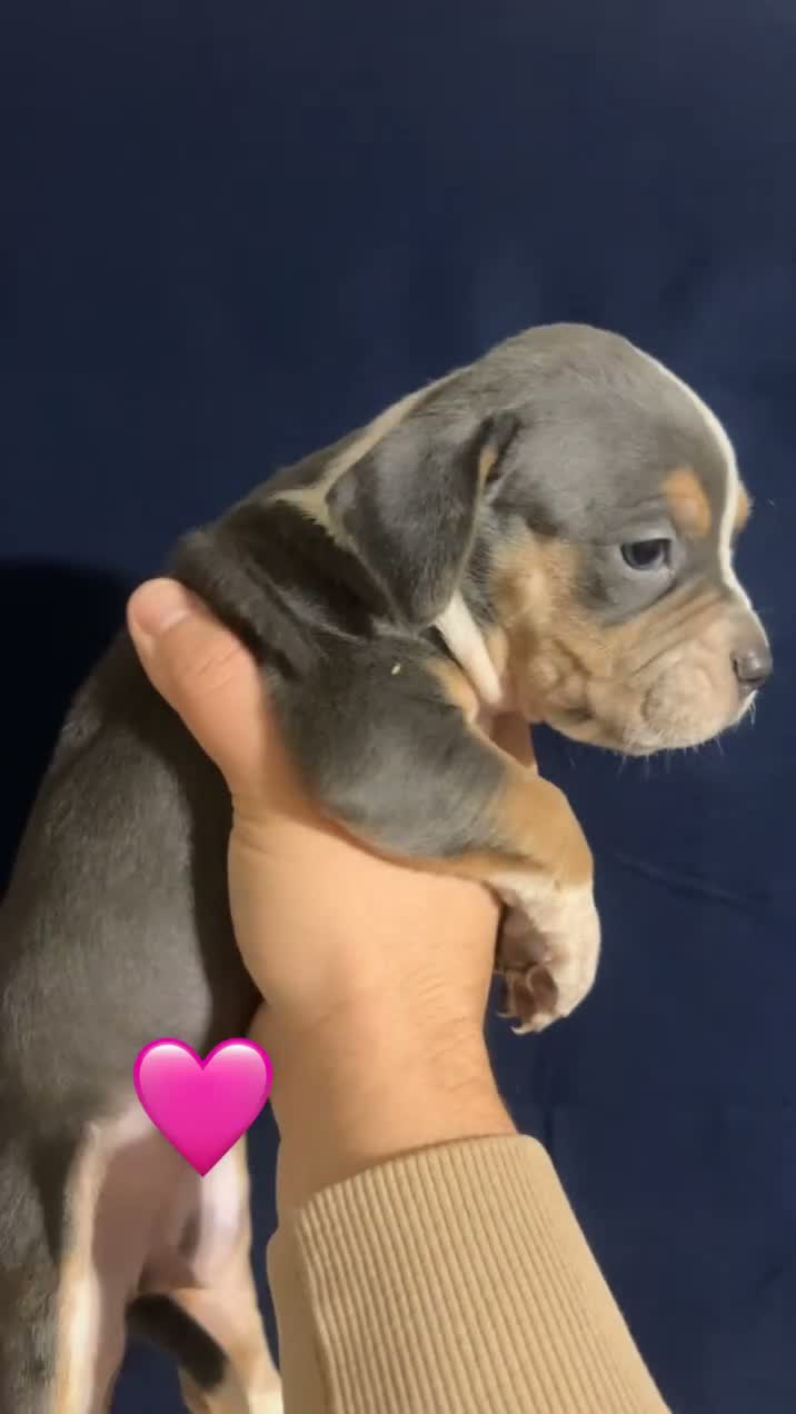 American Bully dogs for sale: American Bully 3 - Video 1