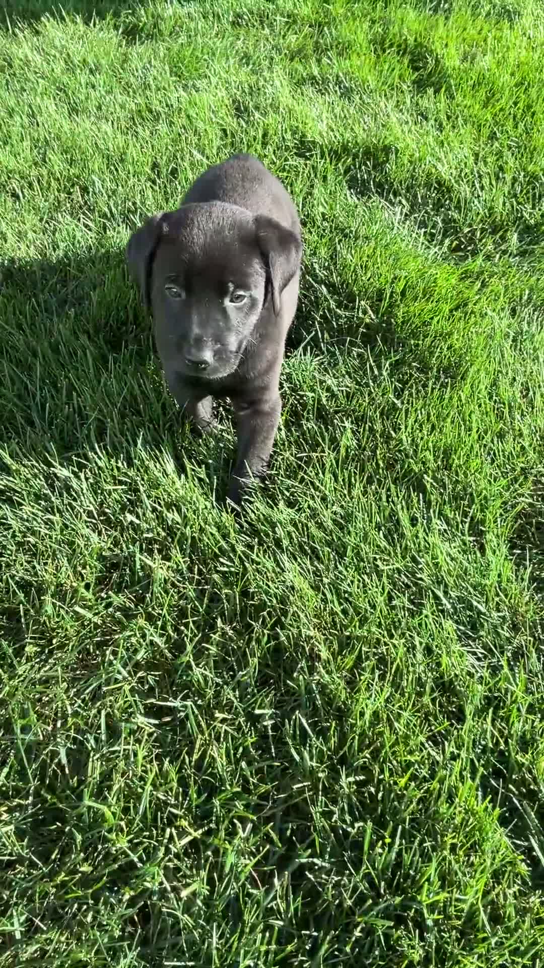 Labrador Retriever dogs for sale: Jasper - Video 1