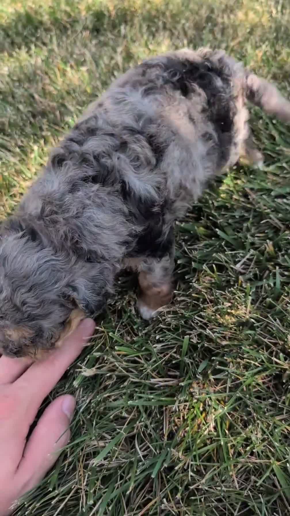 Cavapoo dogs for sale: Melody - Video 1