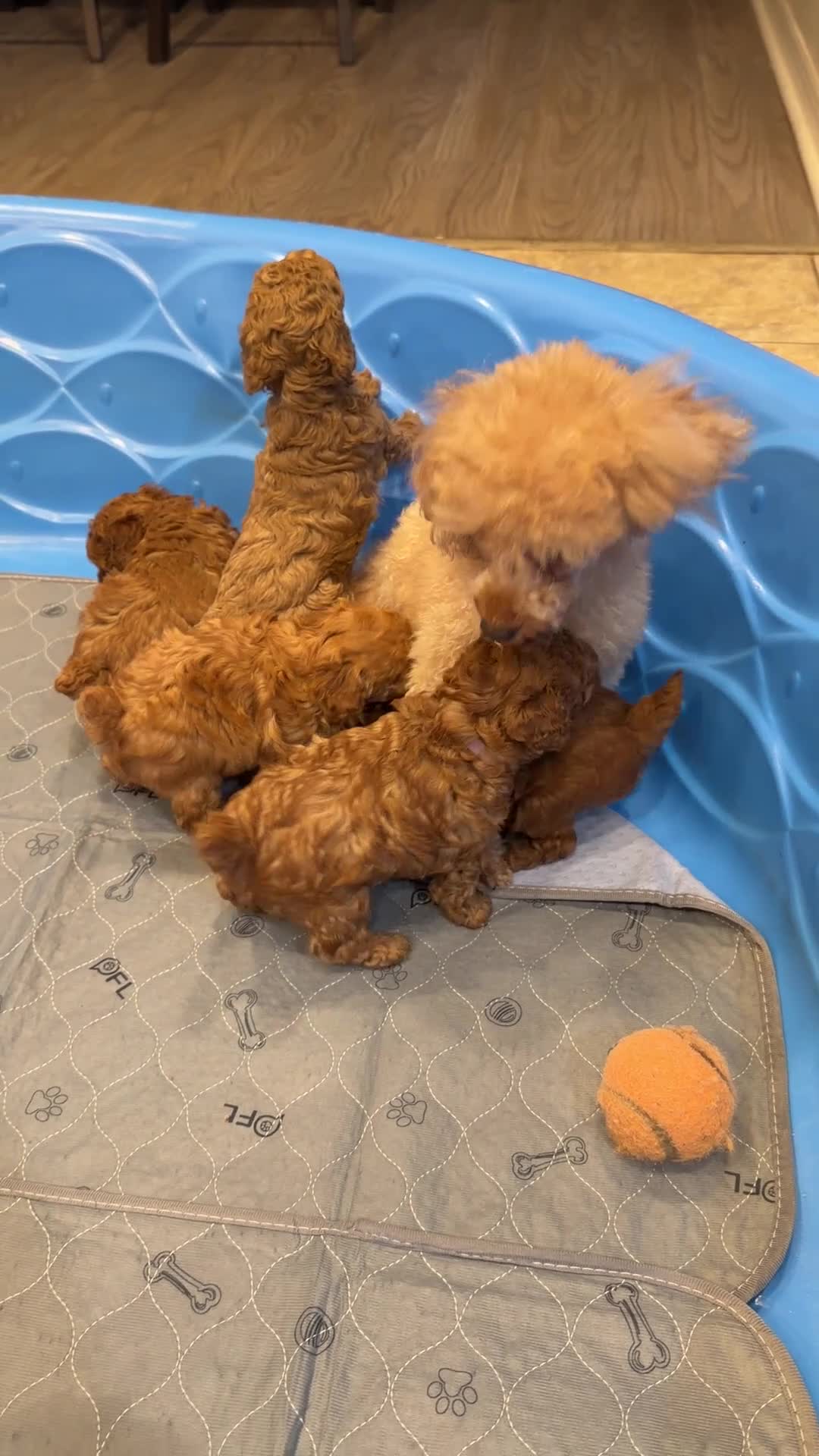 Toy Poodle dogs for sale: Toy Poodle 1 sugar  - Video 1