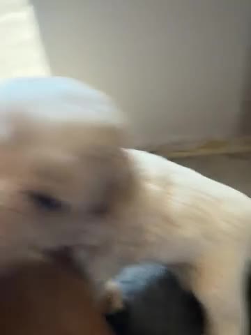 Shihpoo dogs for sale: Shihpoo 3- Charlie  - Video 1