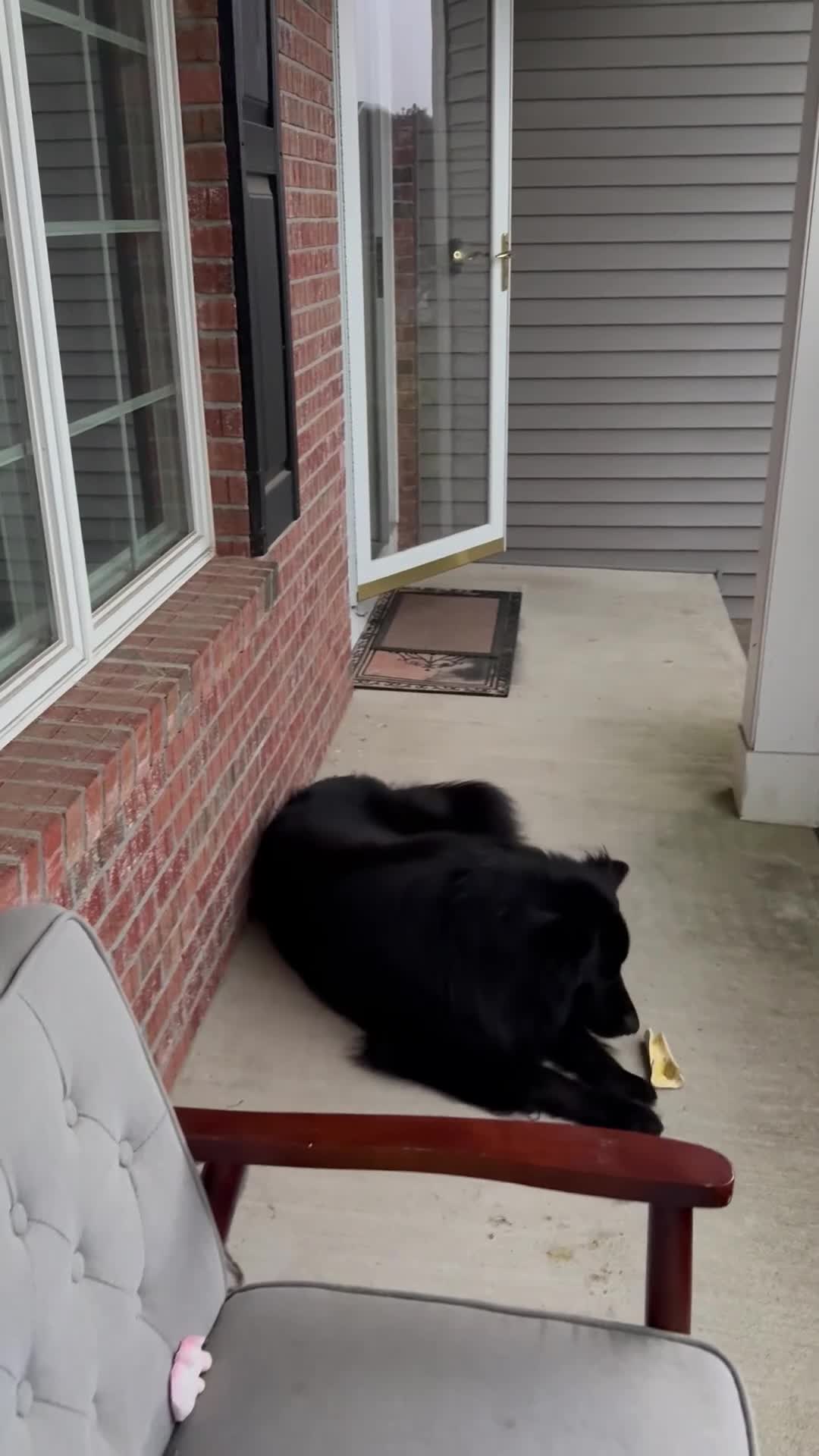 German Shepherd dogs for sale: German Shepherd 1 - Video 1