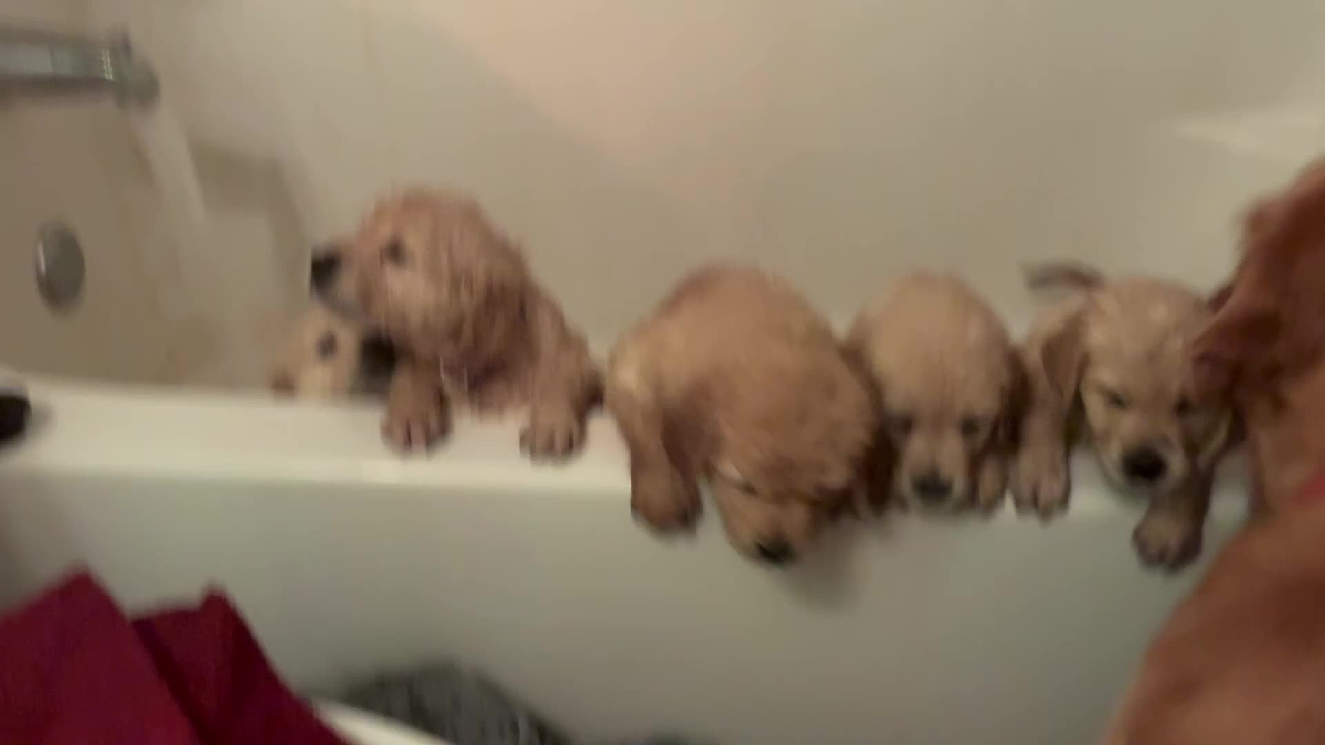 Golden Retriever dogs for sale: Nova - Video 9