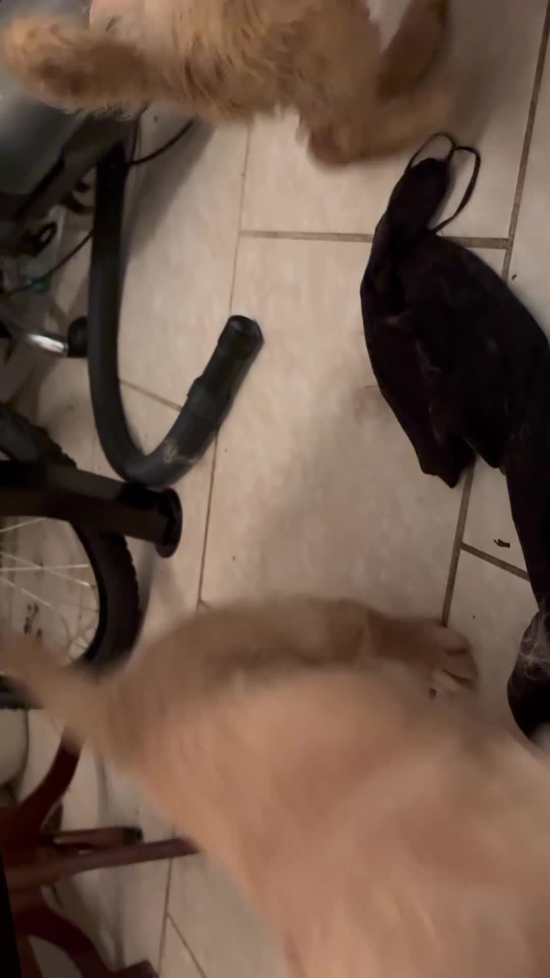 Golden Retriever dogs for sale: Bella - Video 2