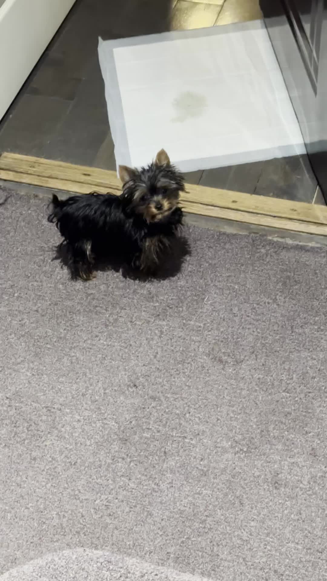 Yorkshire Terrier dogs for sale: Jakey- TEACUP who is also Potty and Crate Trained  - Video 1