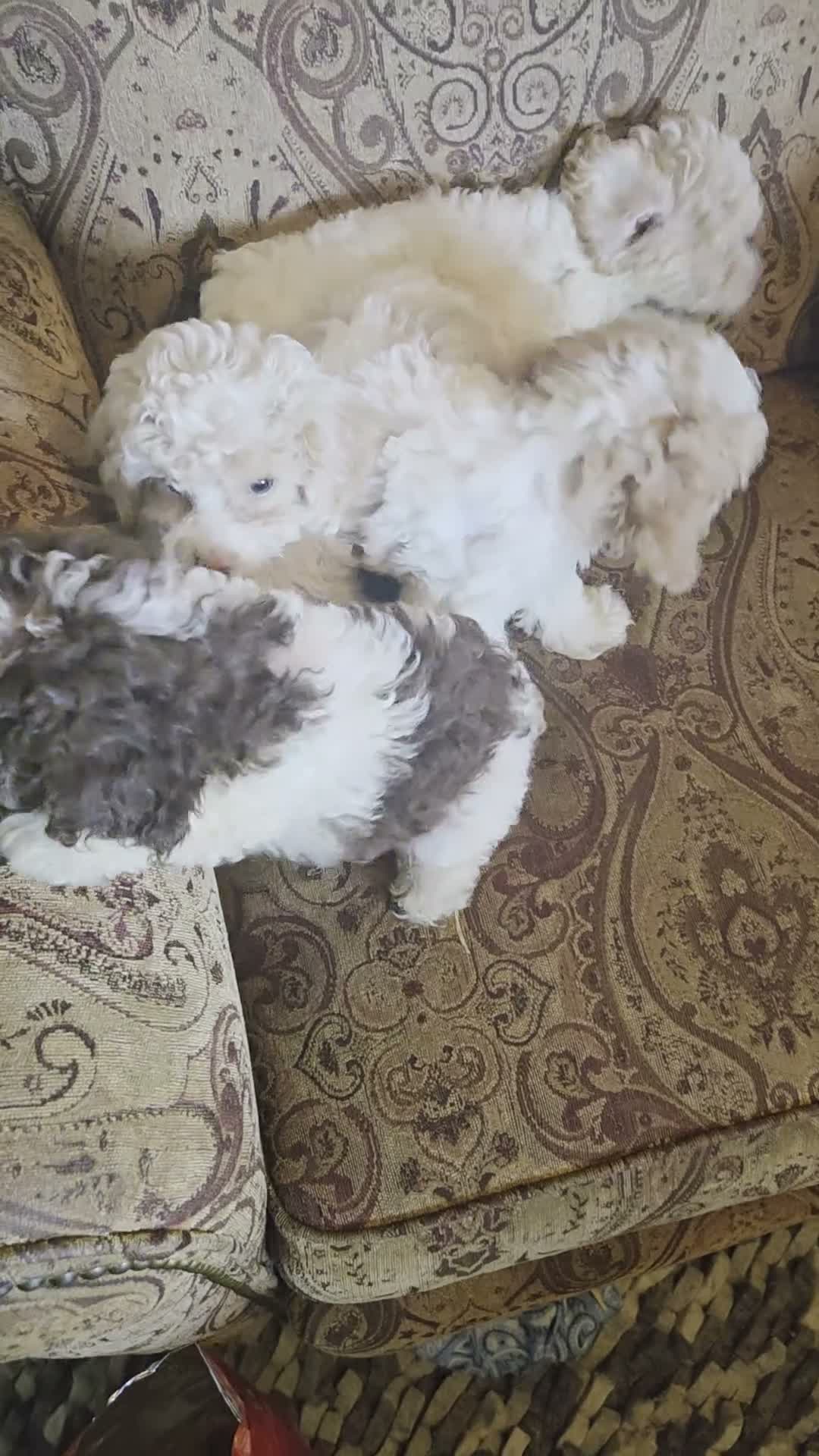Cockapoo dogs for sale: Ruby - Video 1