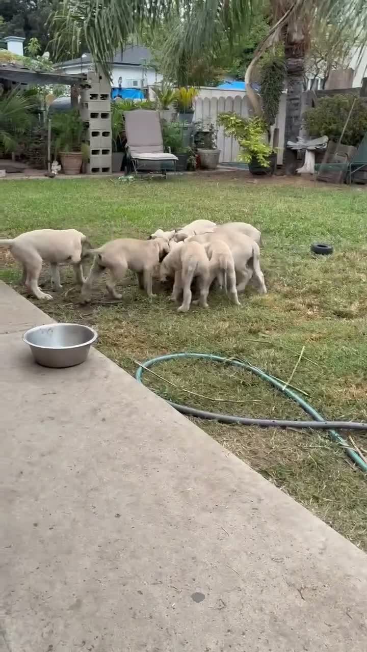 Mixed Breed dogs for sale: Arlo - Video 1