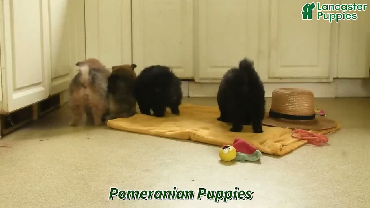 Pomeranian dogs for sale: Tootsie - Video 1