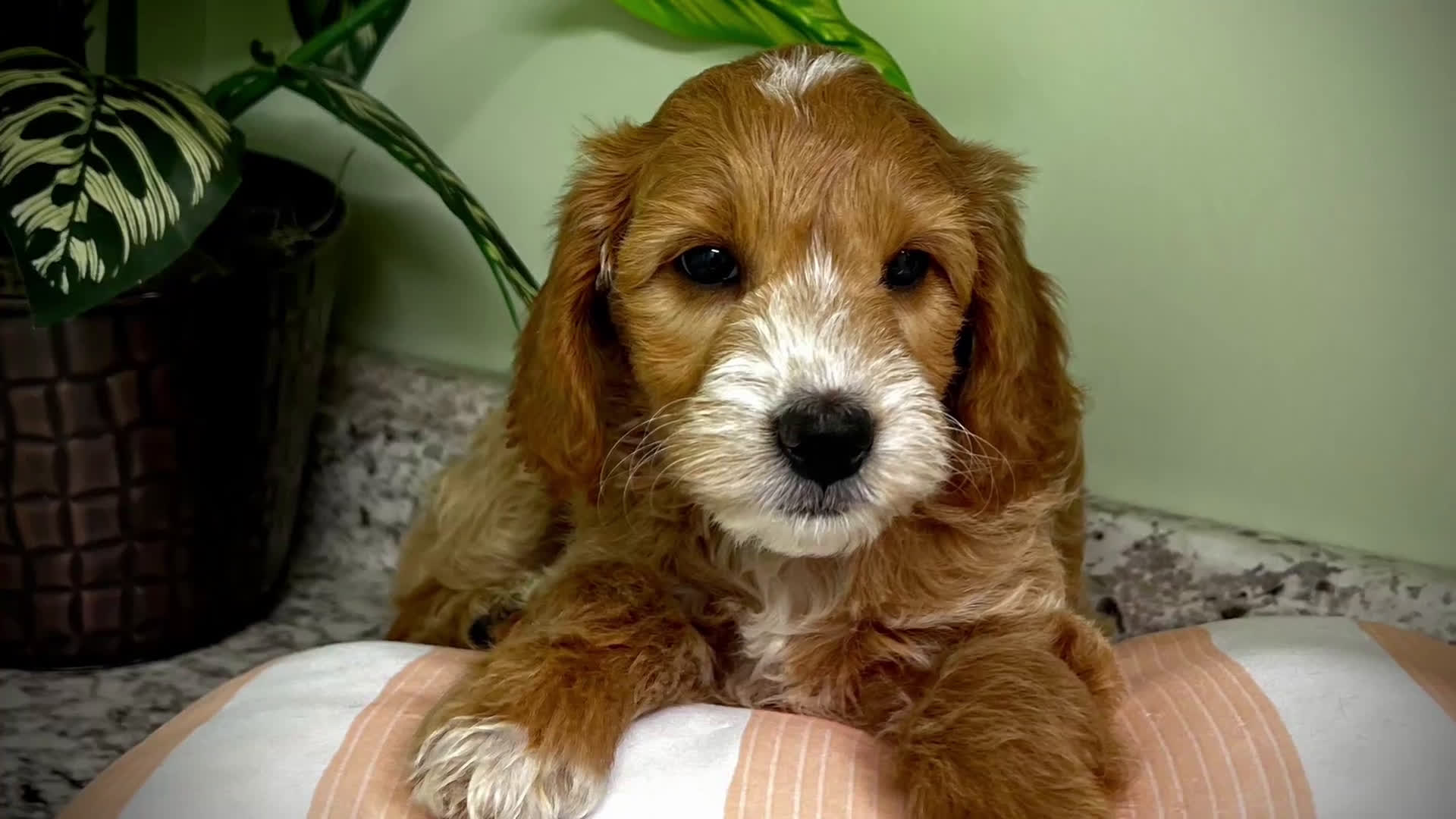 Mini Goldendoodle dogs for sale: Tango (Miniature Girl) - Video 1