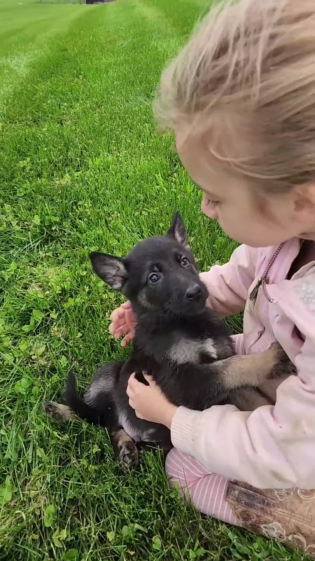 German Shepherd dogs for sale: Finn - Video 1