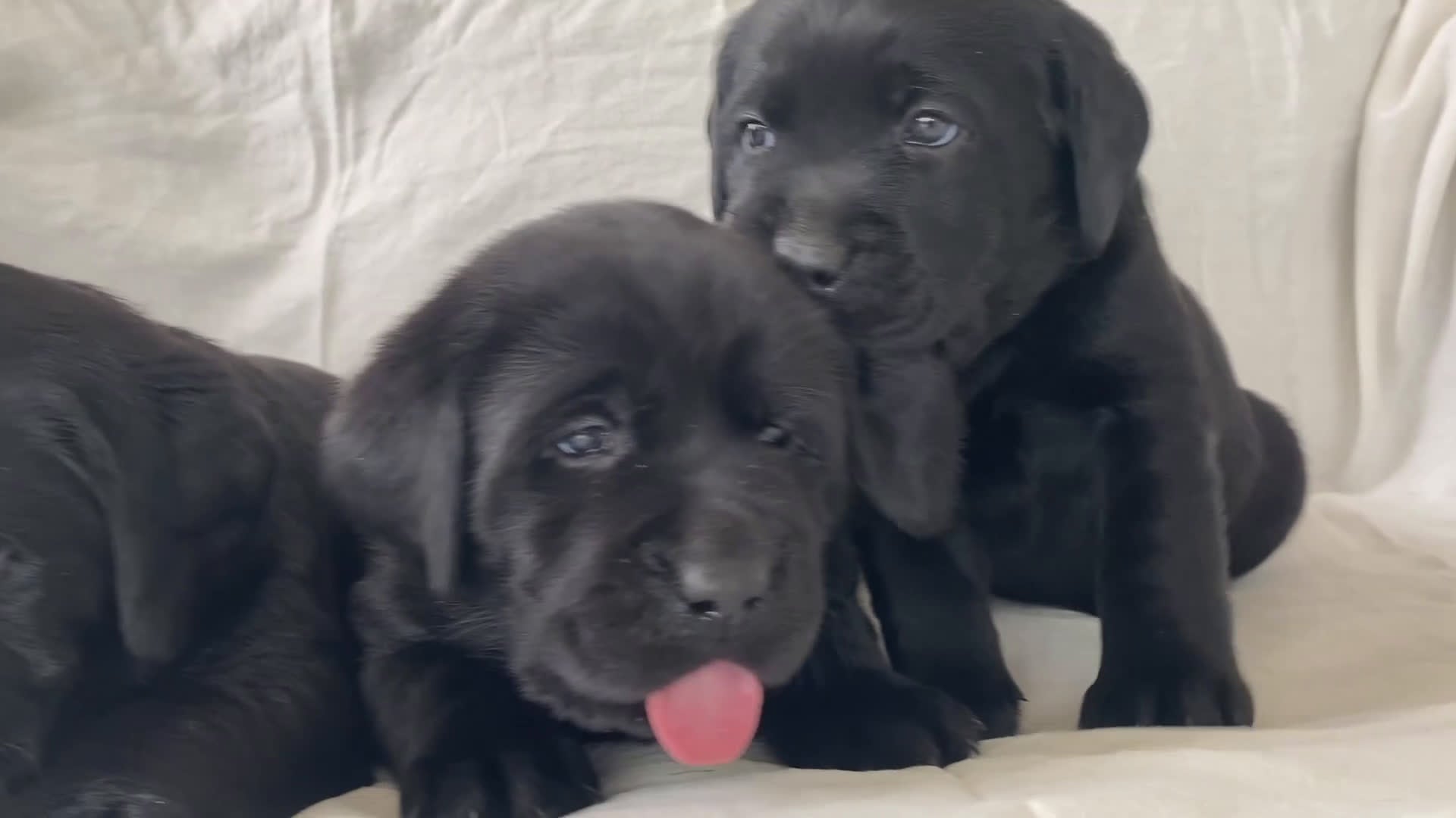Labrador Retriever dogs for sale: Maggie - Video 2