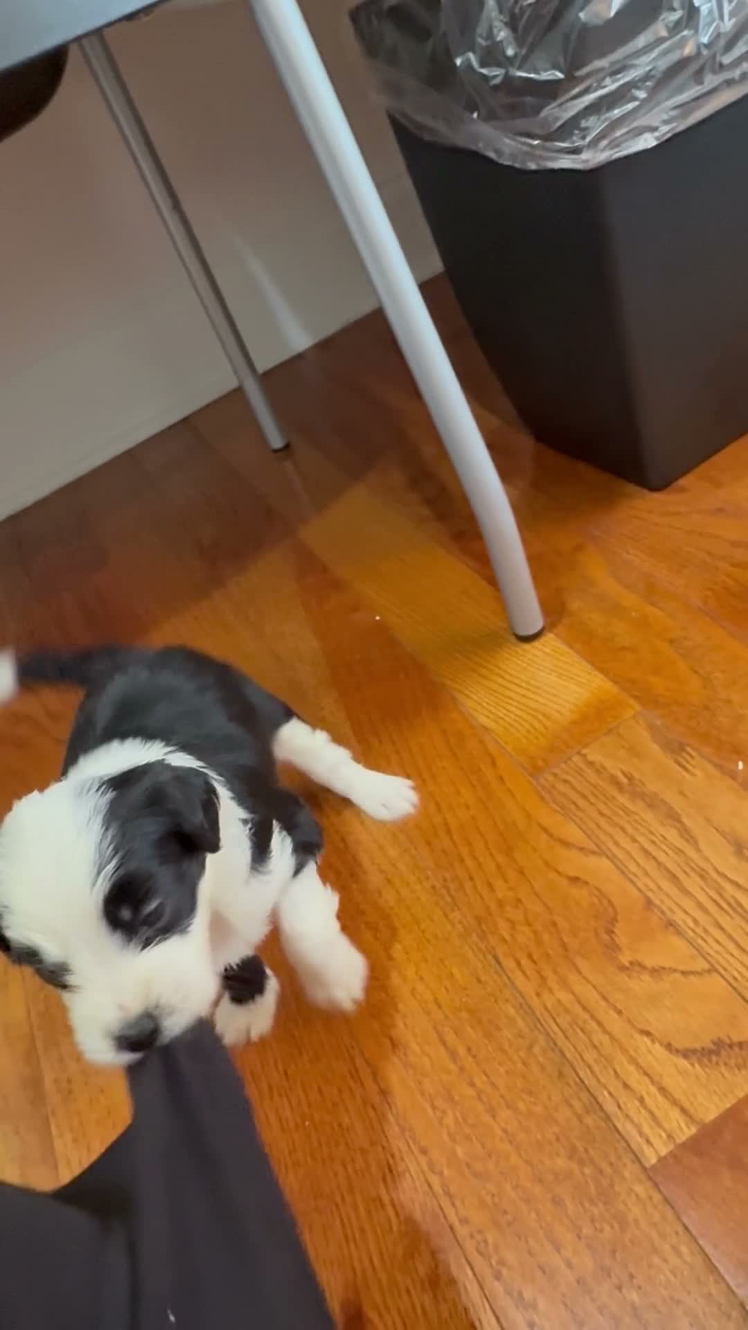 Mixed Breed dogs for sale: Oreo - Video 1