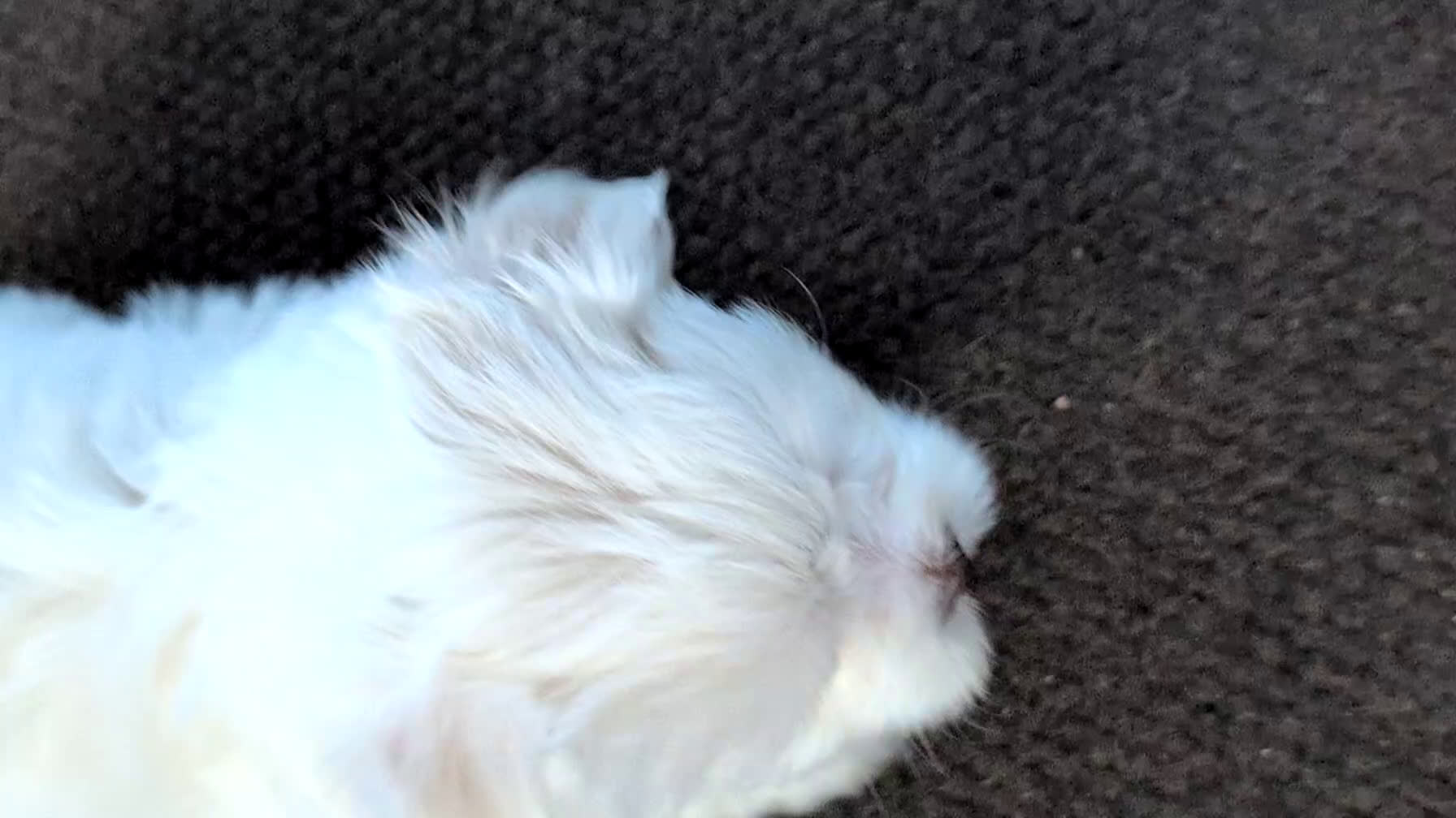 Havanese dogs for sale: Zeus - Video 1